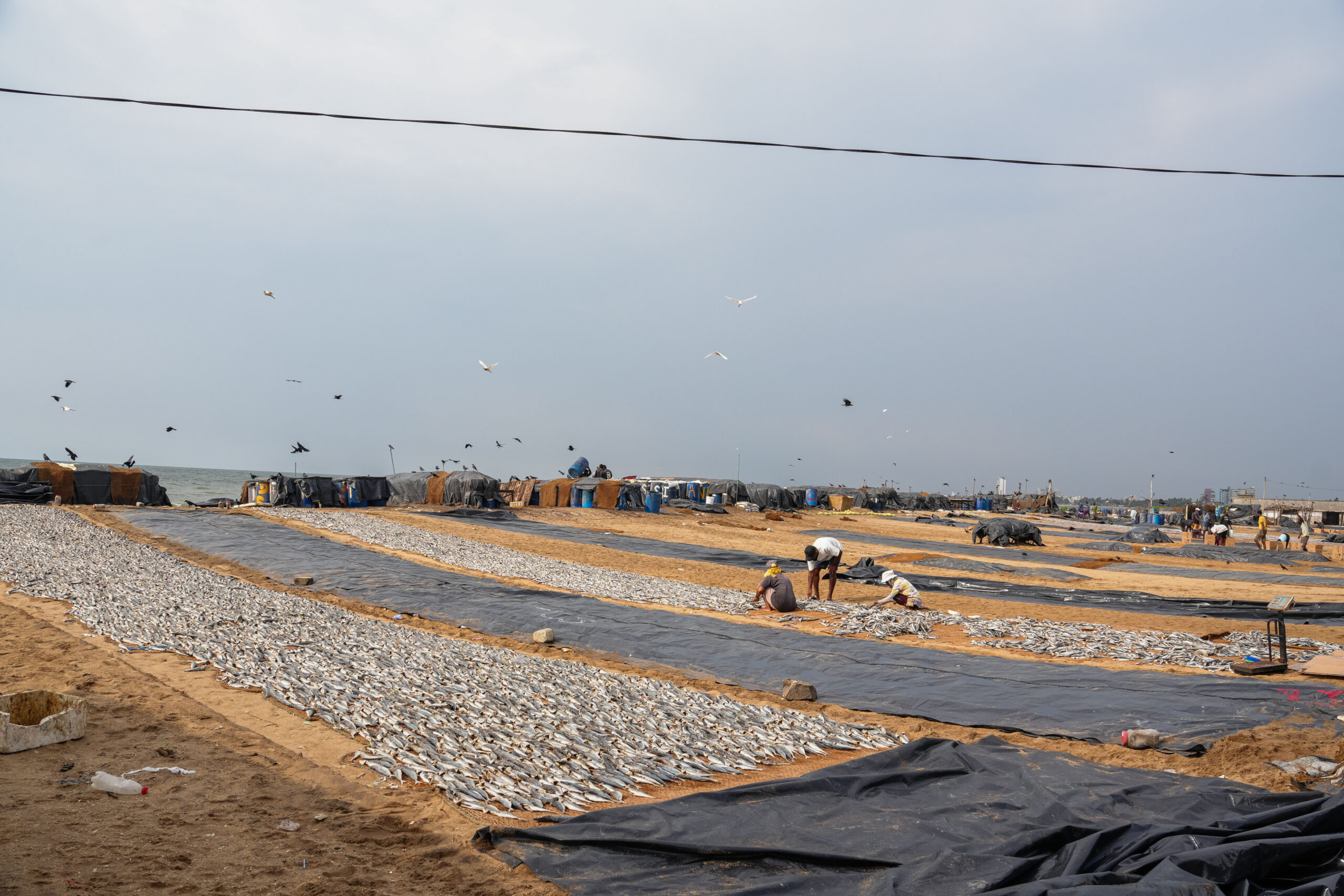 20251108_SriLanka07215