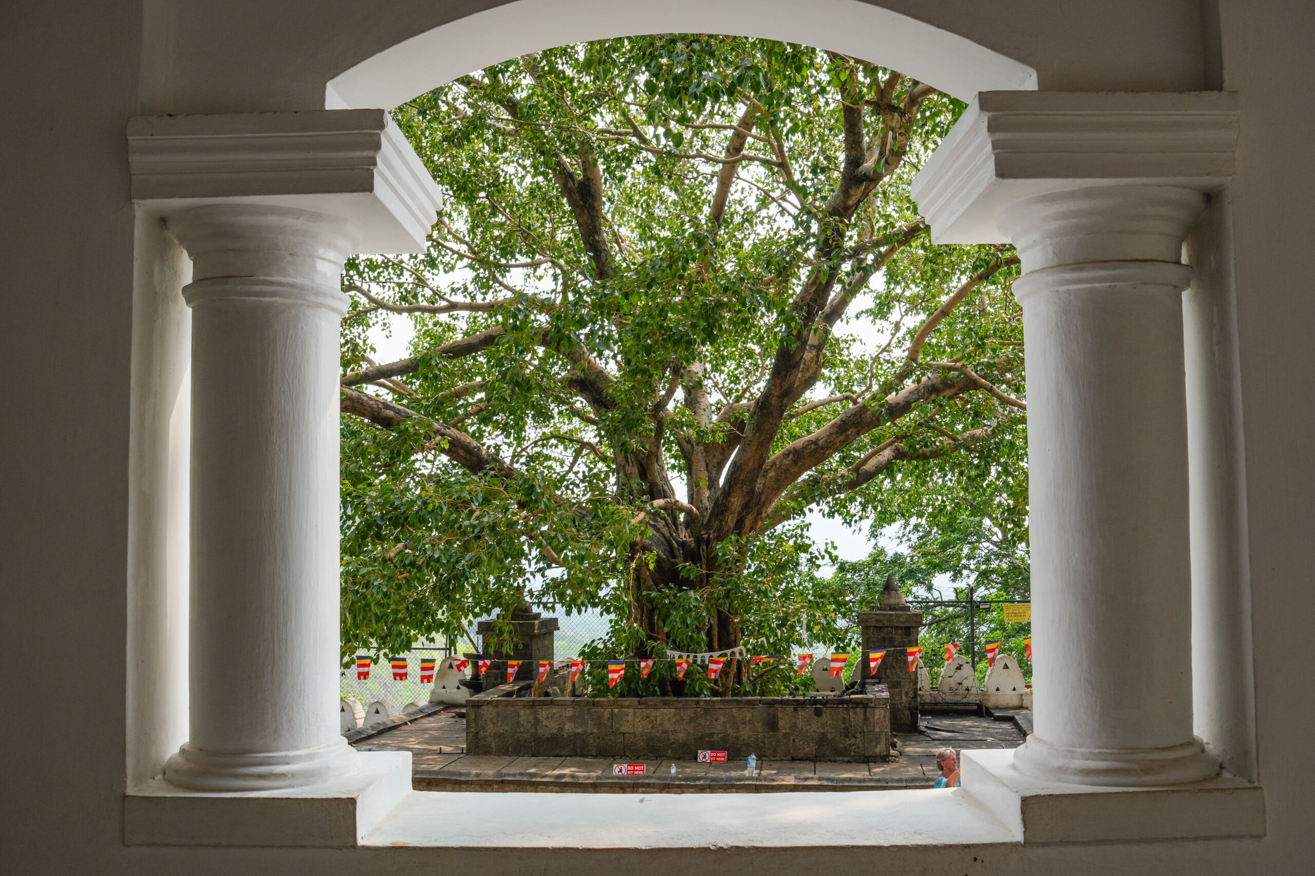 20251109_SriLanka07266