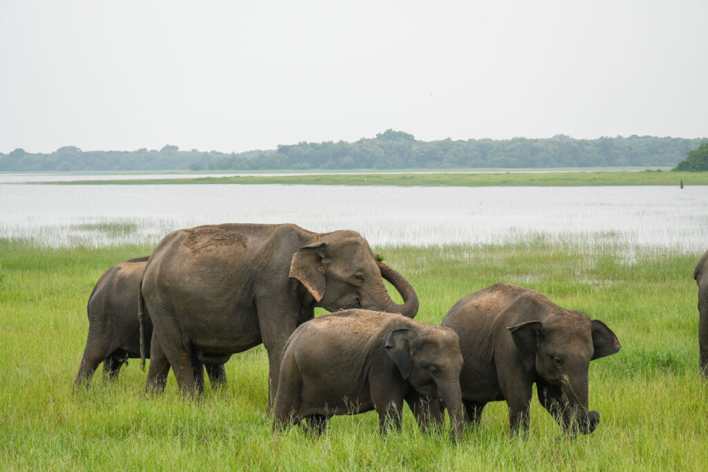 20251109_SriLanka07335