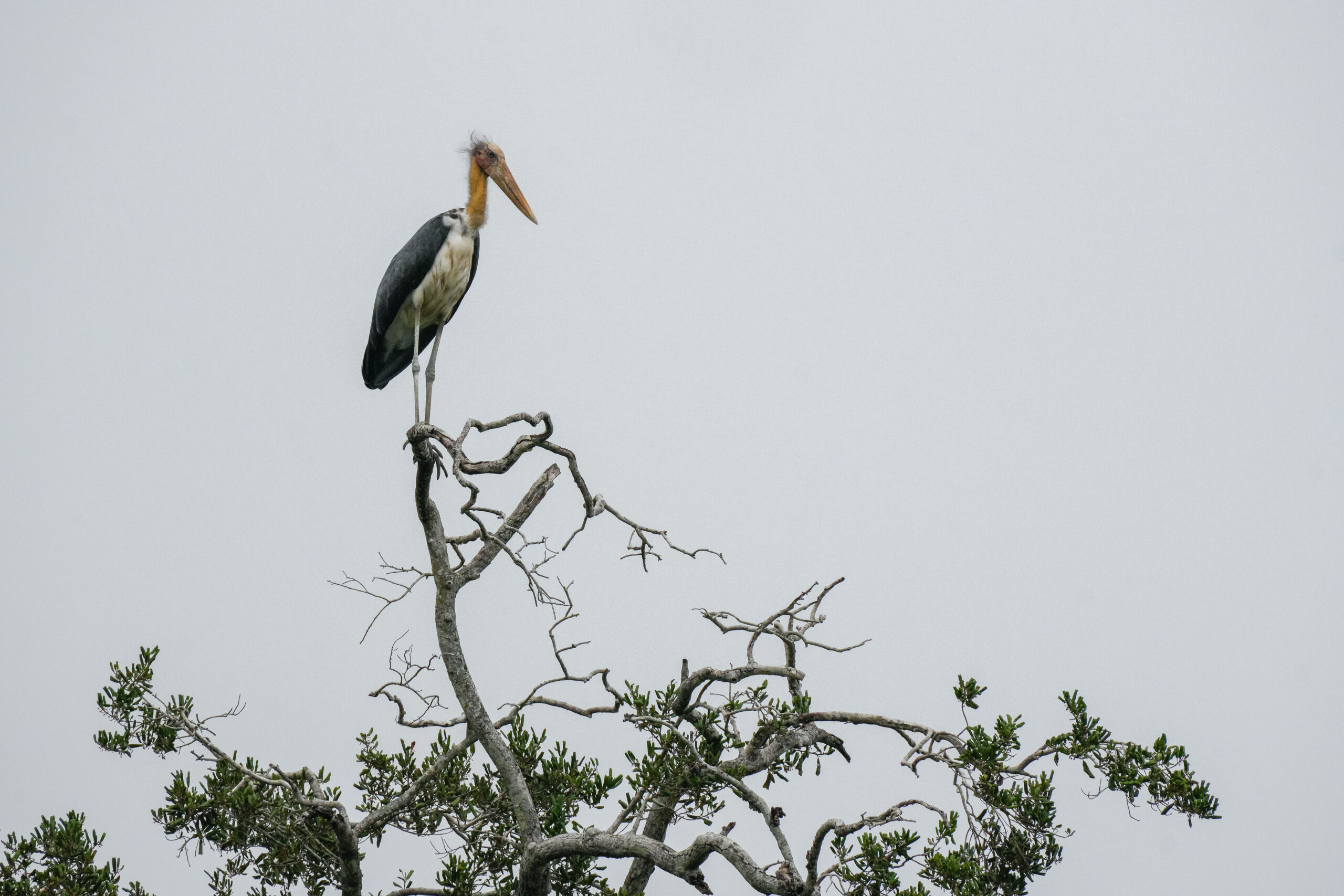 20251109_SriLanka07375