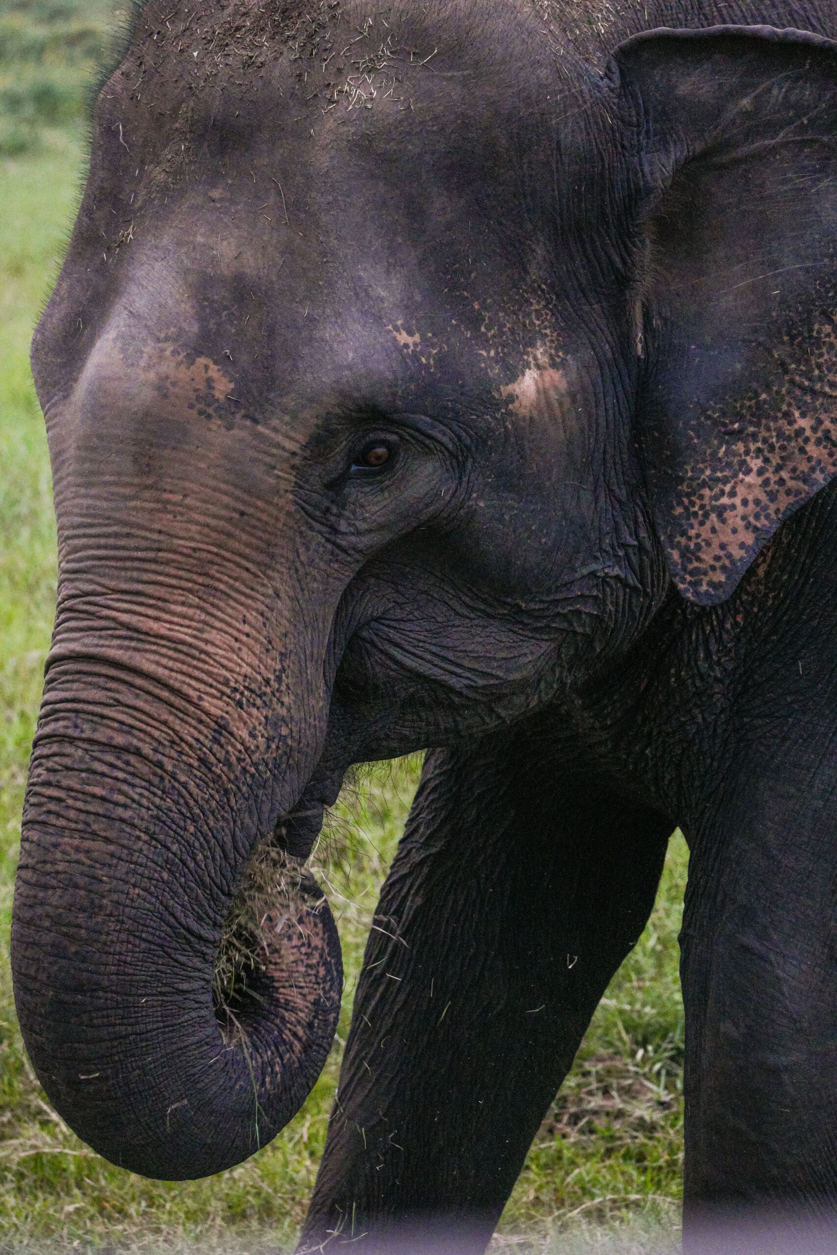 20251109_SriLanka07427