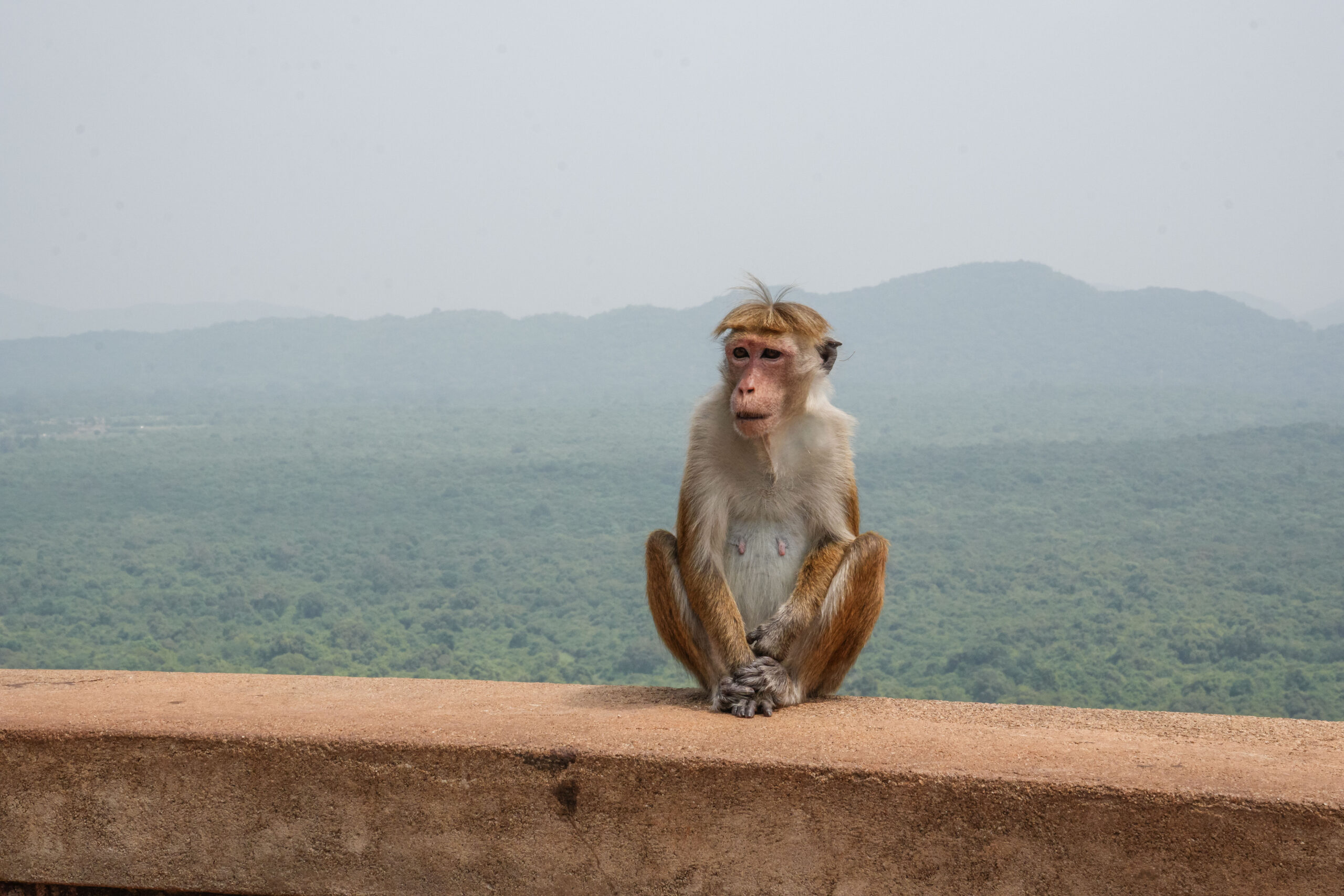 20251110_SriLanka07459