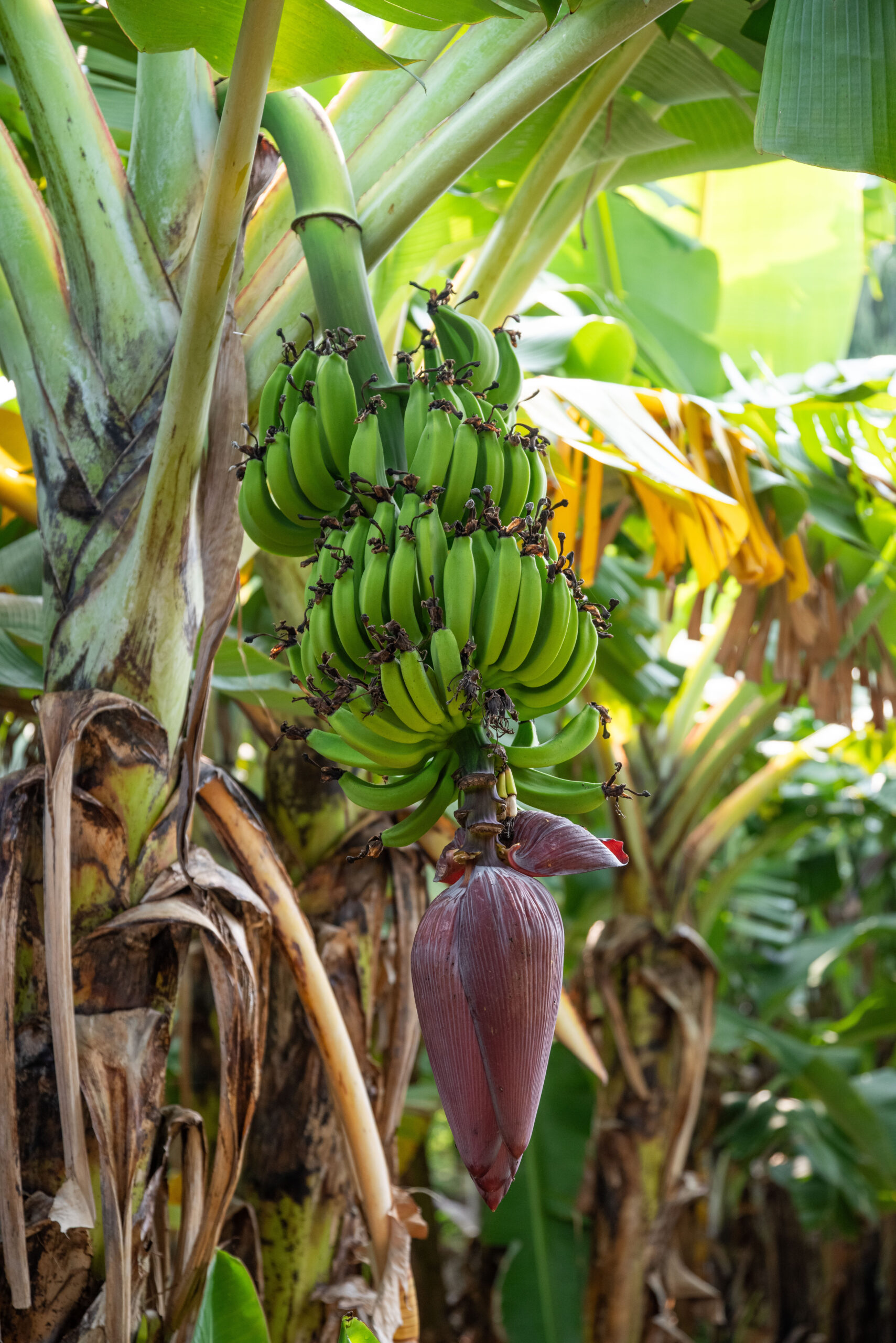 20251111_SriLanka7398