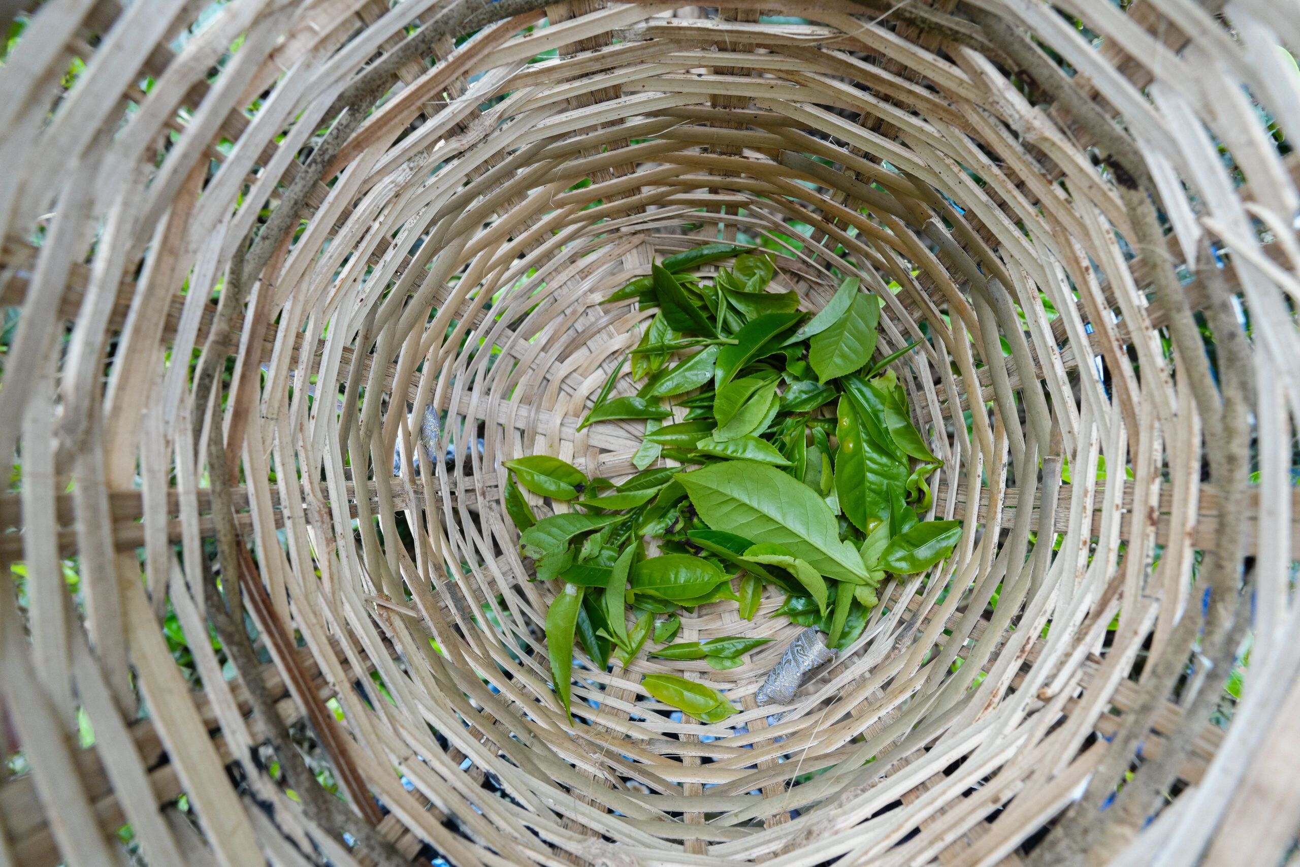 20251112_SriLanka07559