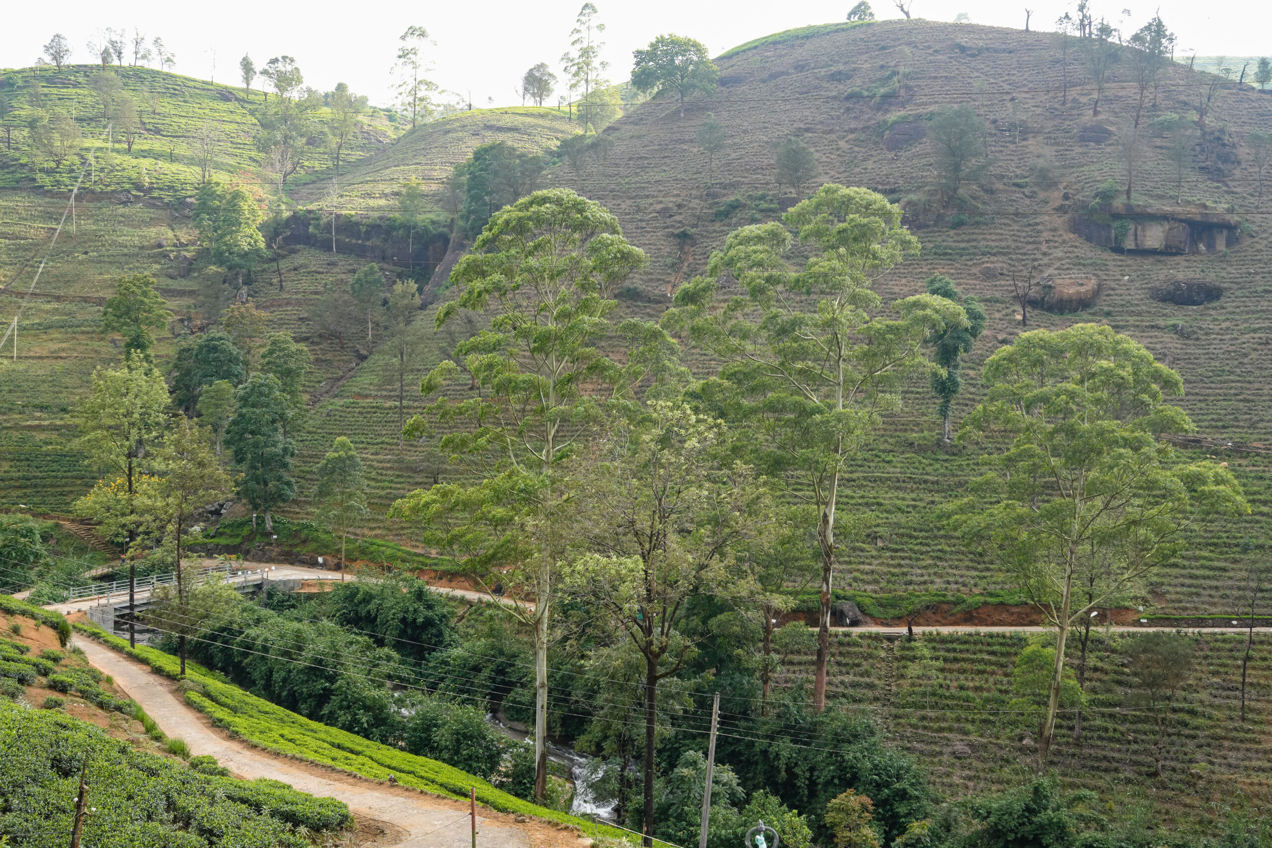 20251112_SriLanka07574