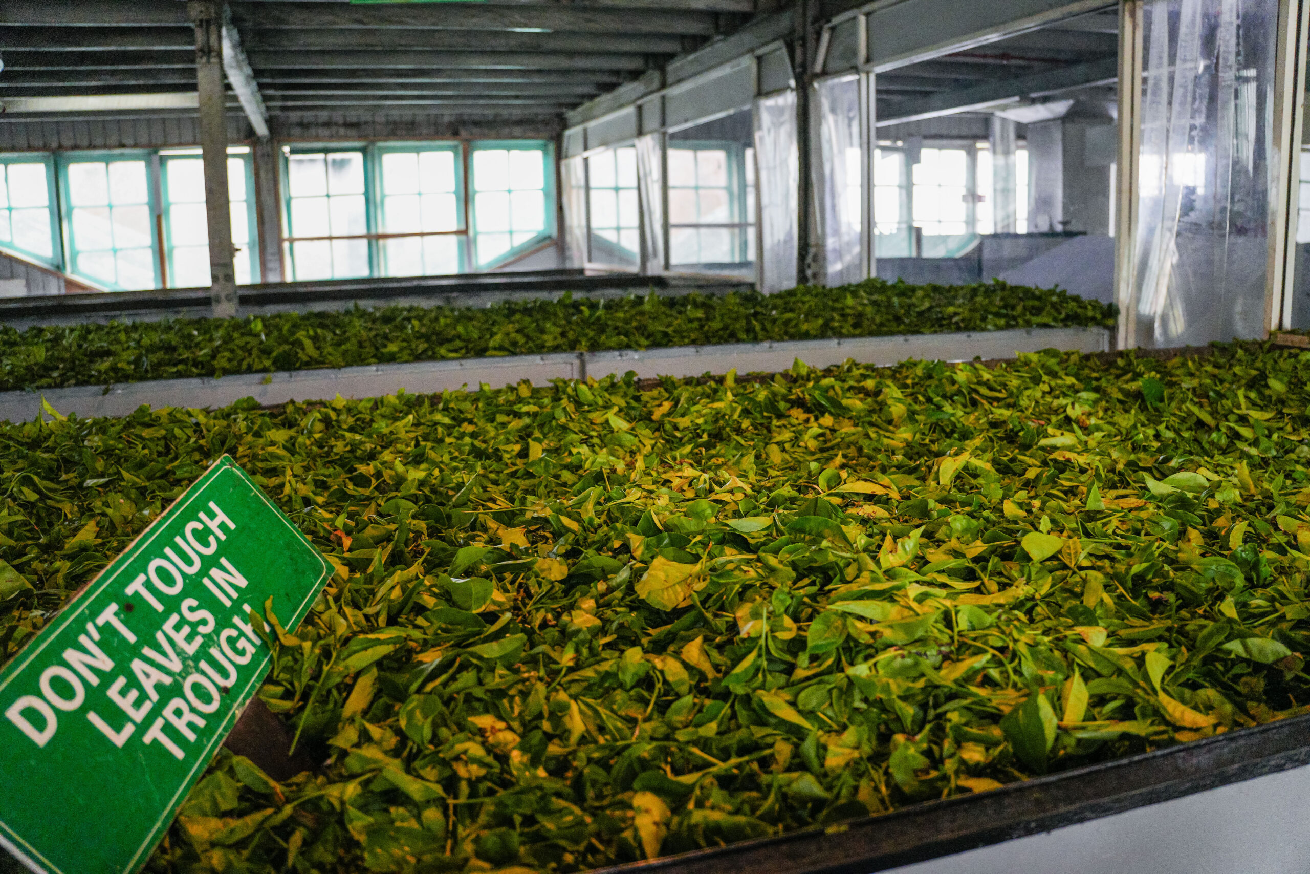 20251112_SriLanka07576