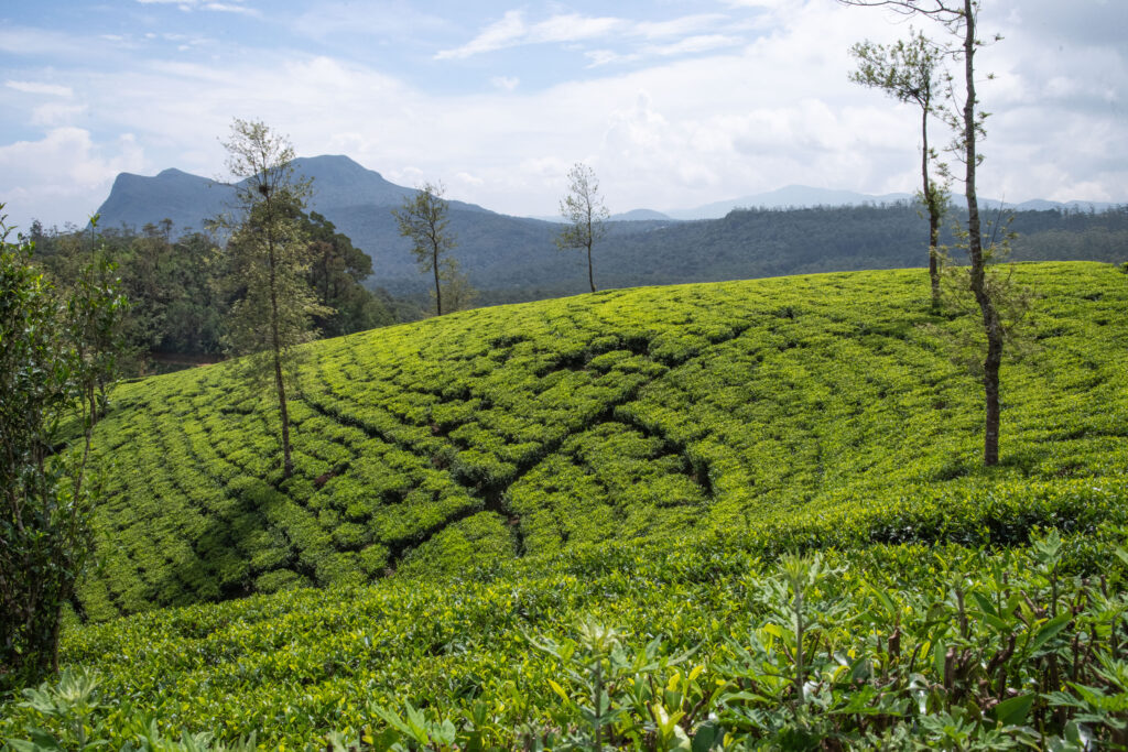 20251113_SriLanka7470