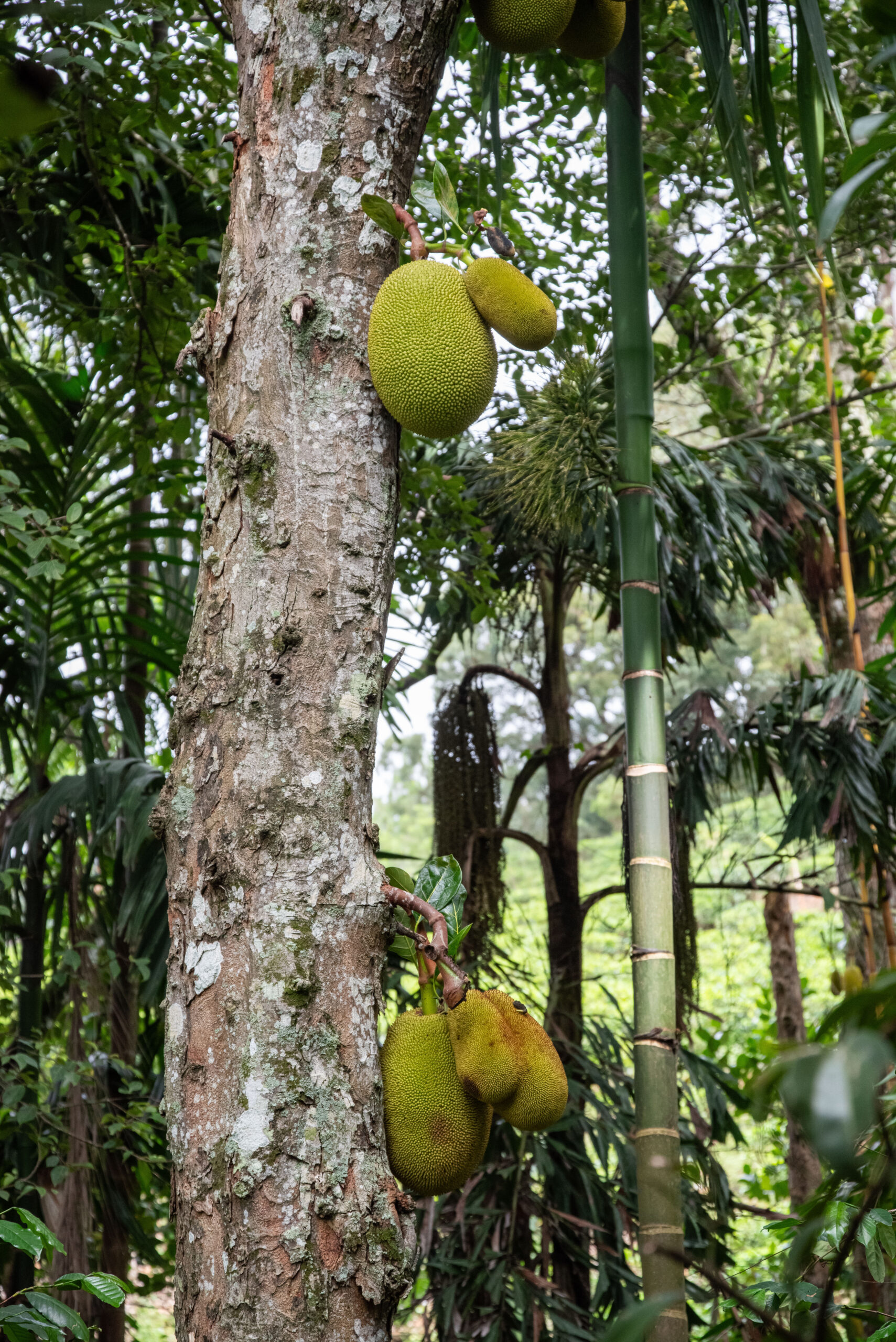 20251117_SriLanka7543