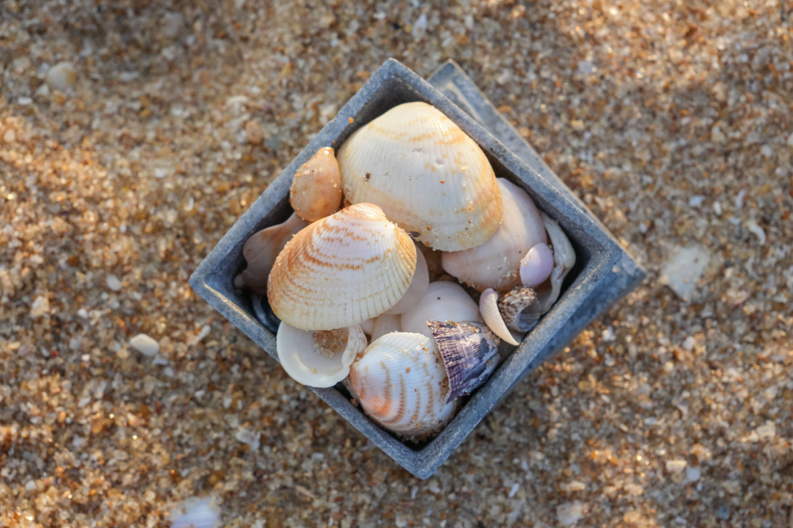 20251119_SriLanka07936