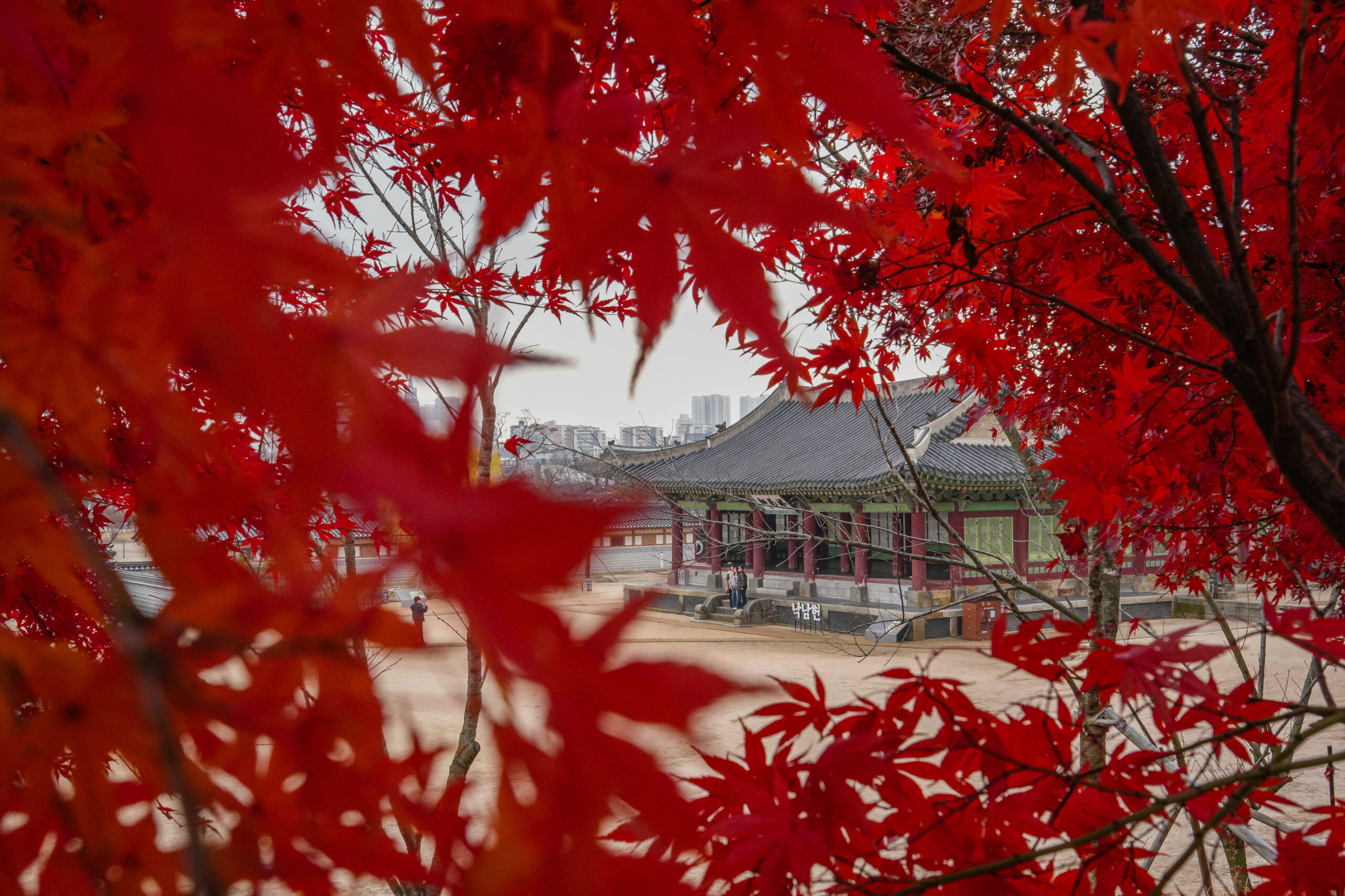 20251130_SouthKorea08178