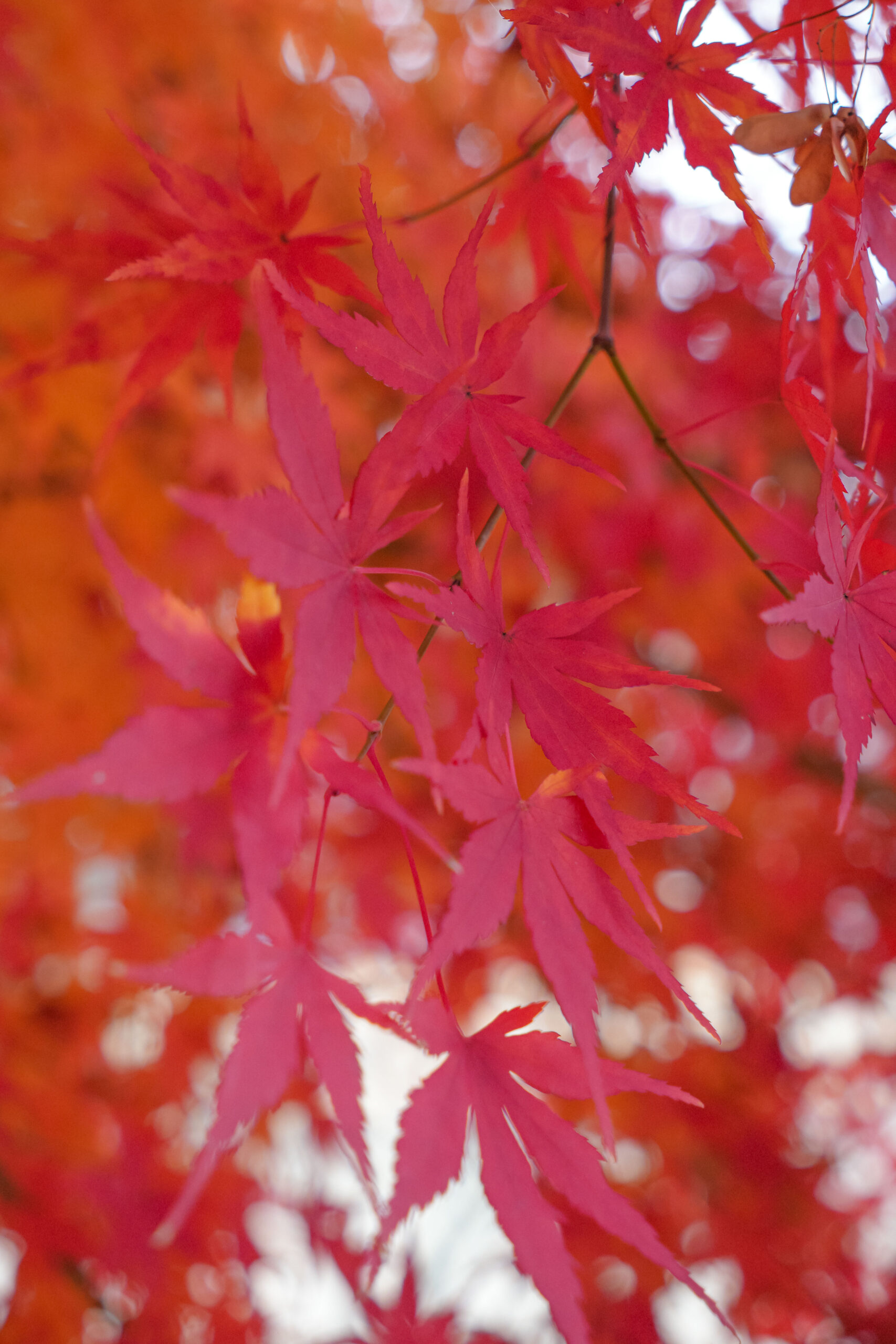 20251130_SouthKorea08186