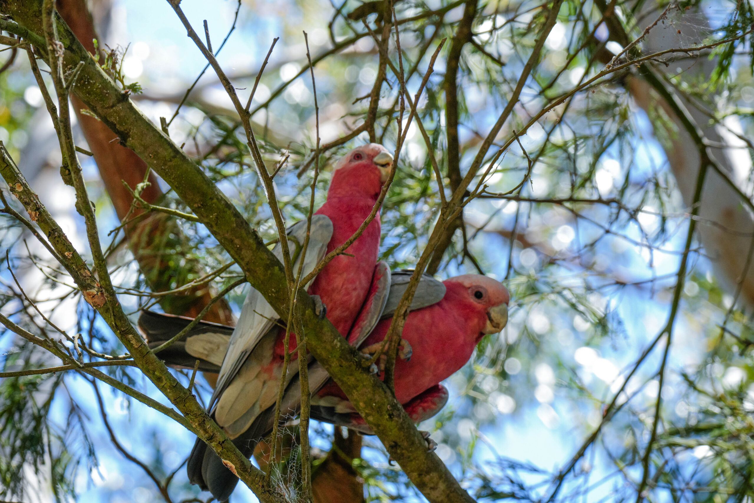 20260107_Australia09272