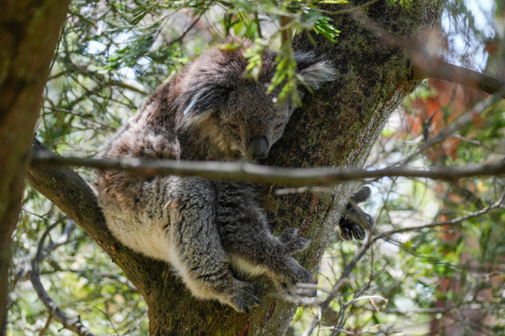 20260107_Australia09276