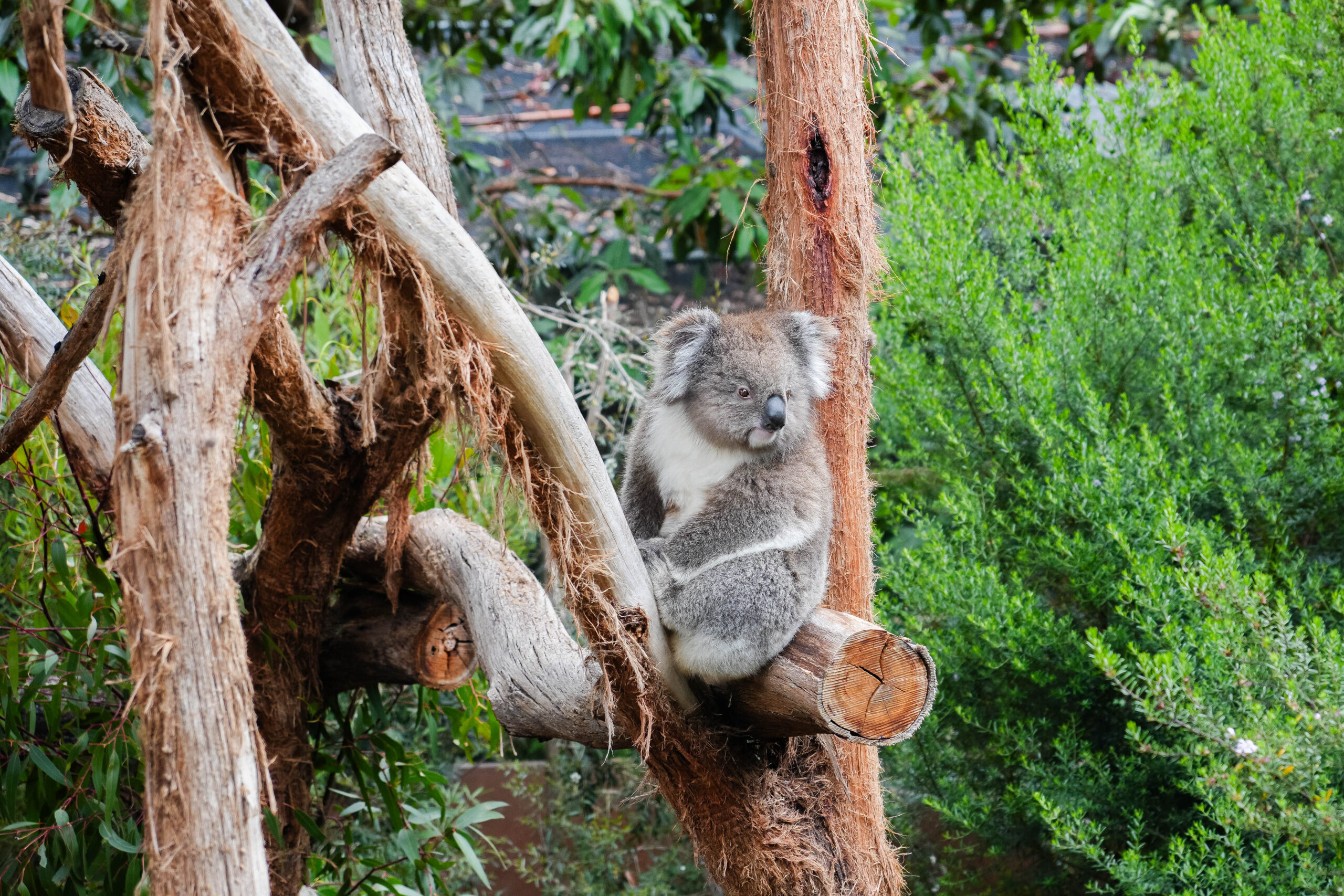 20260110_Australia09312