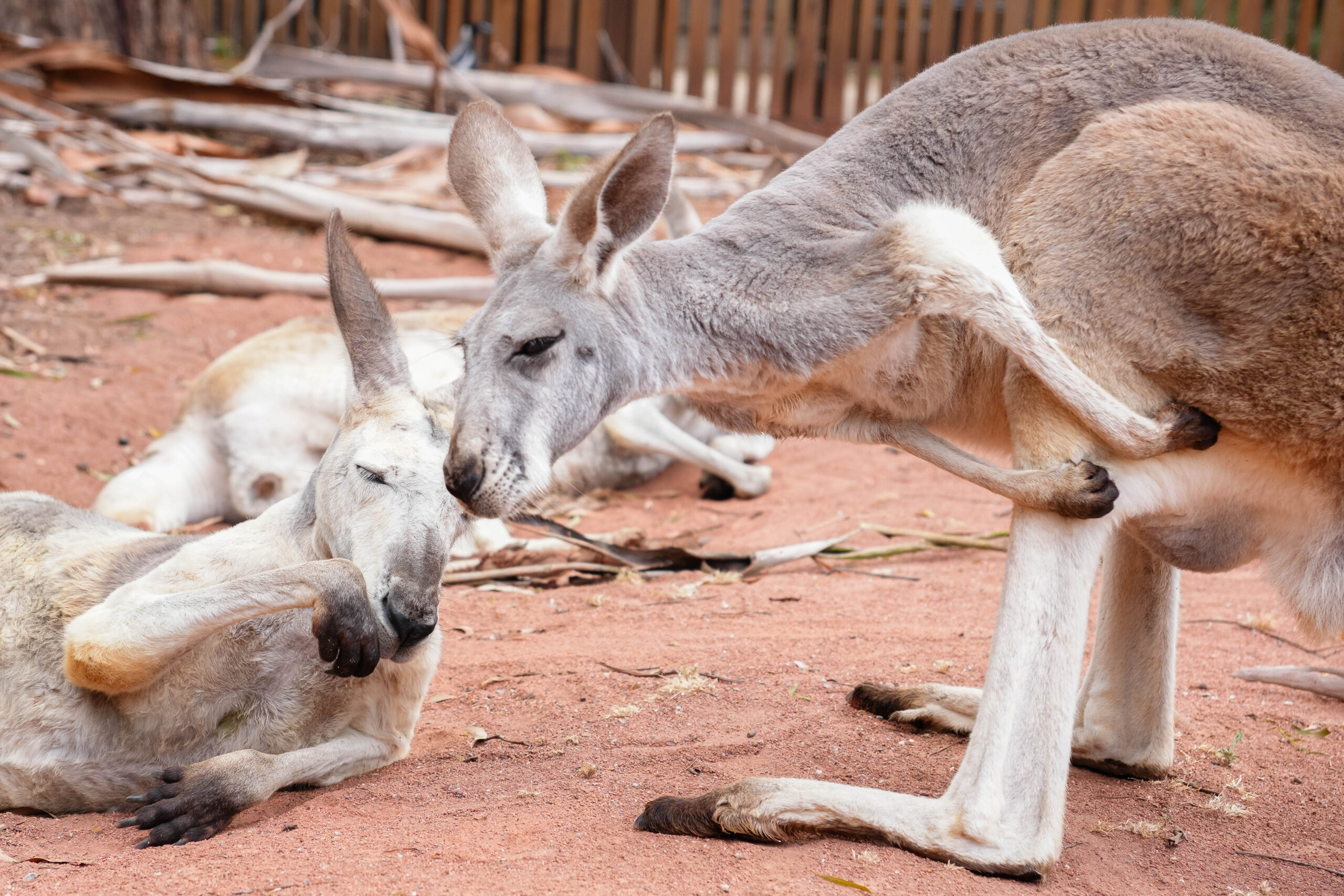 20260110_Australia09327