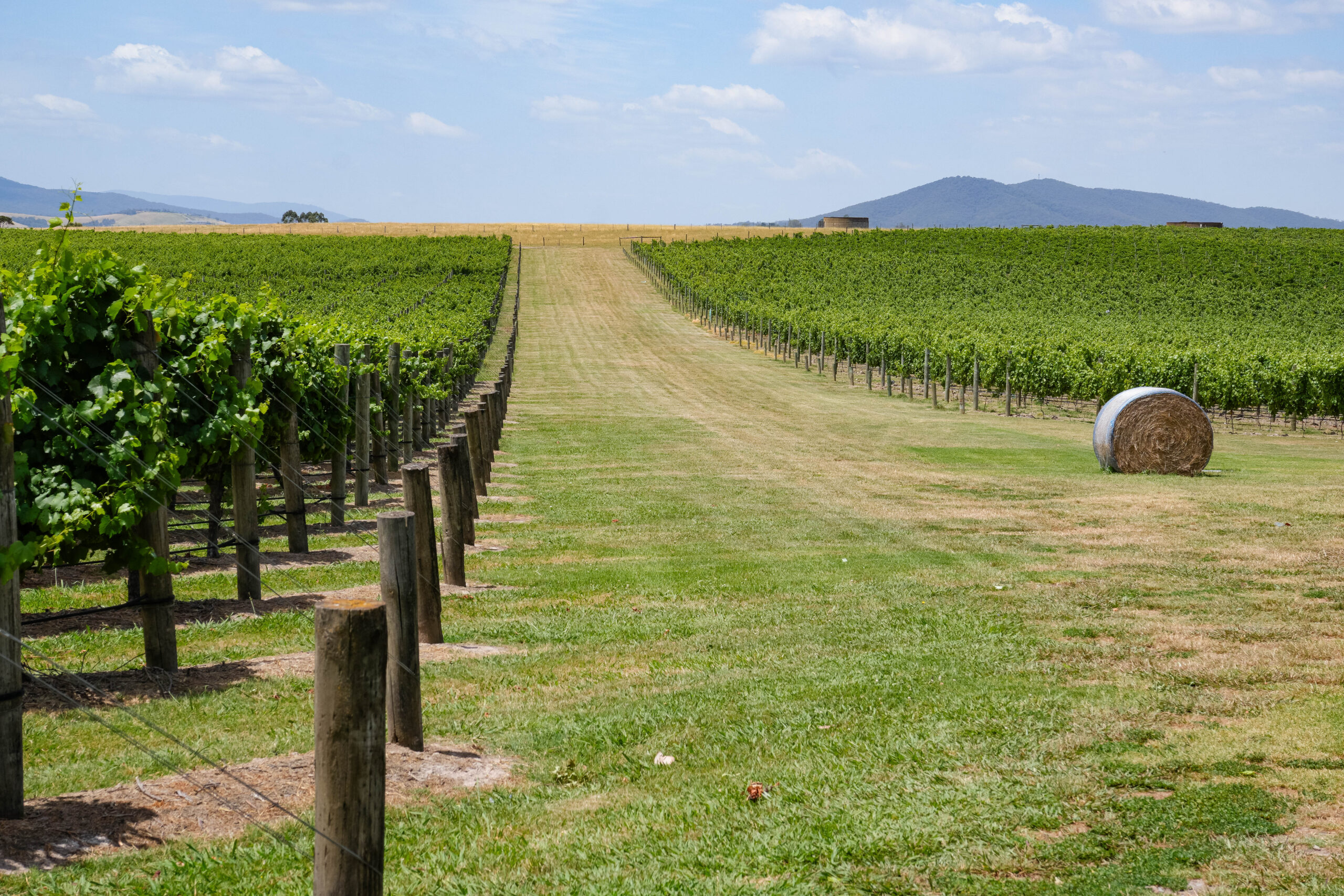 20260110_Australia09337