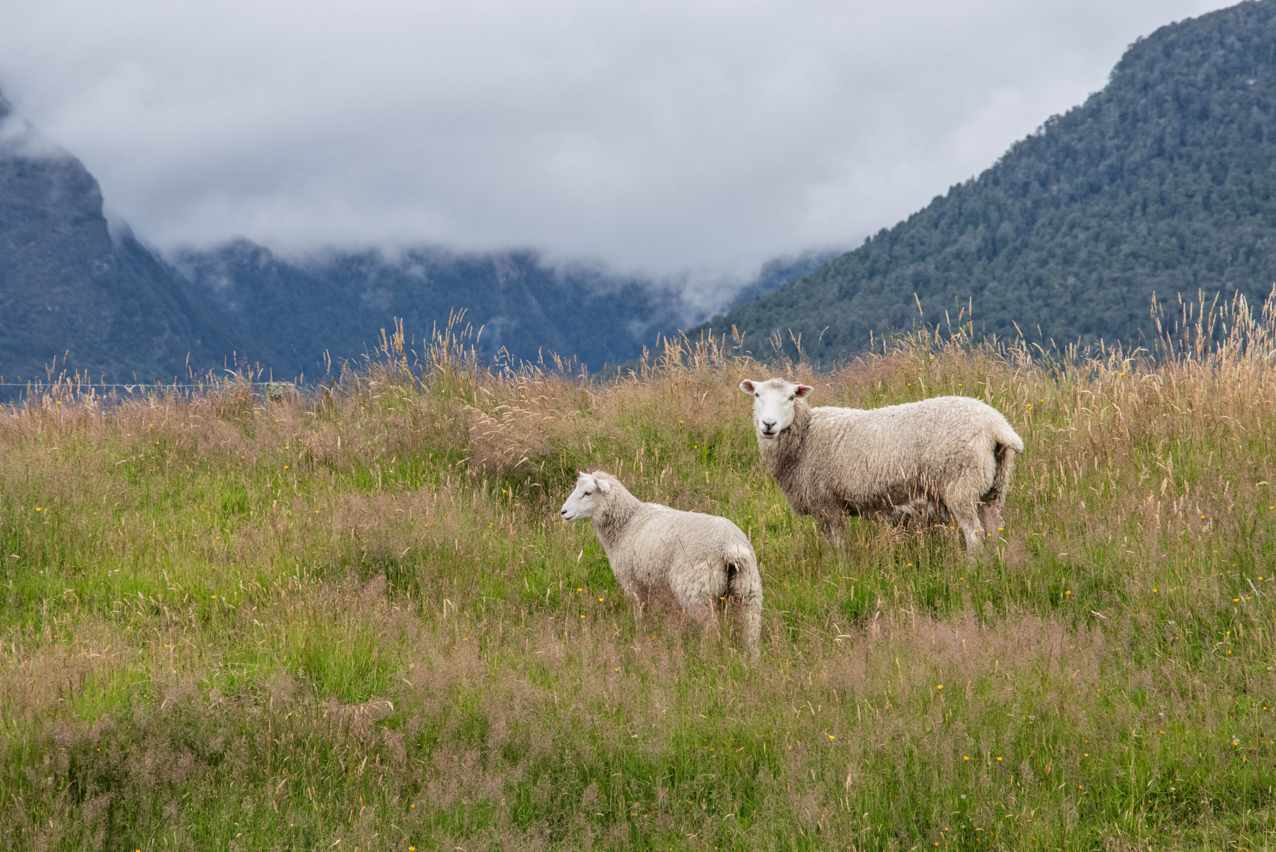 20260124_NewZealand8032