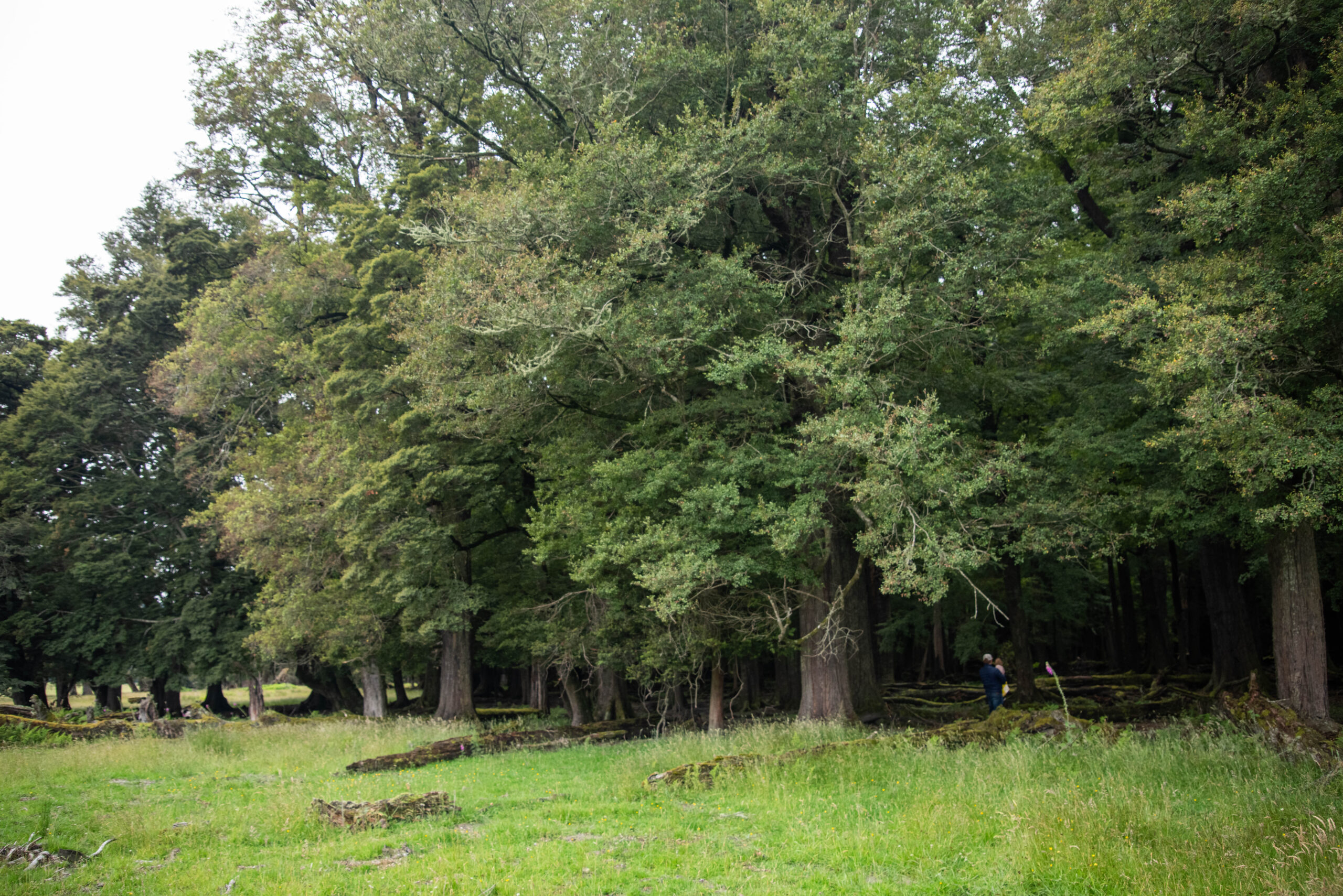 20260124_NewZealand8042