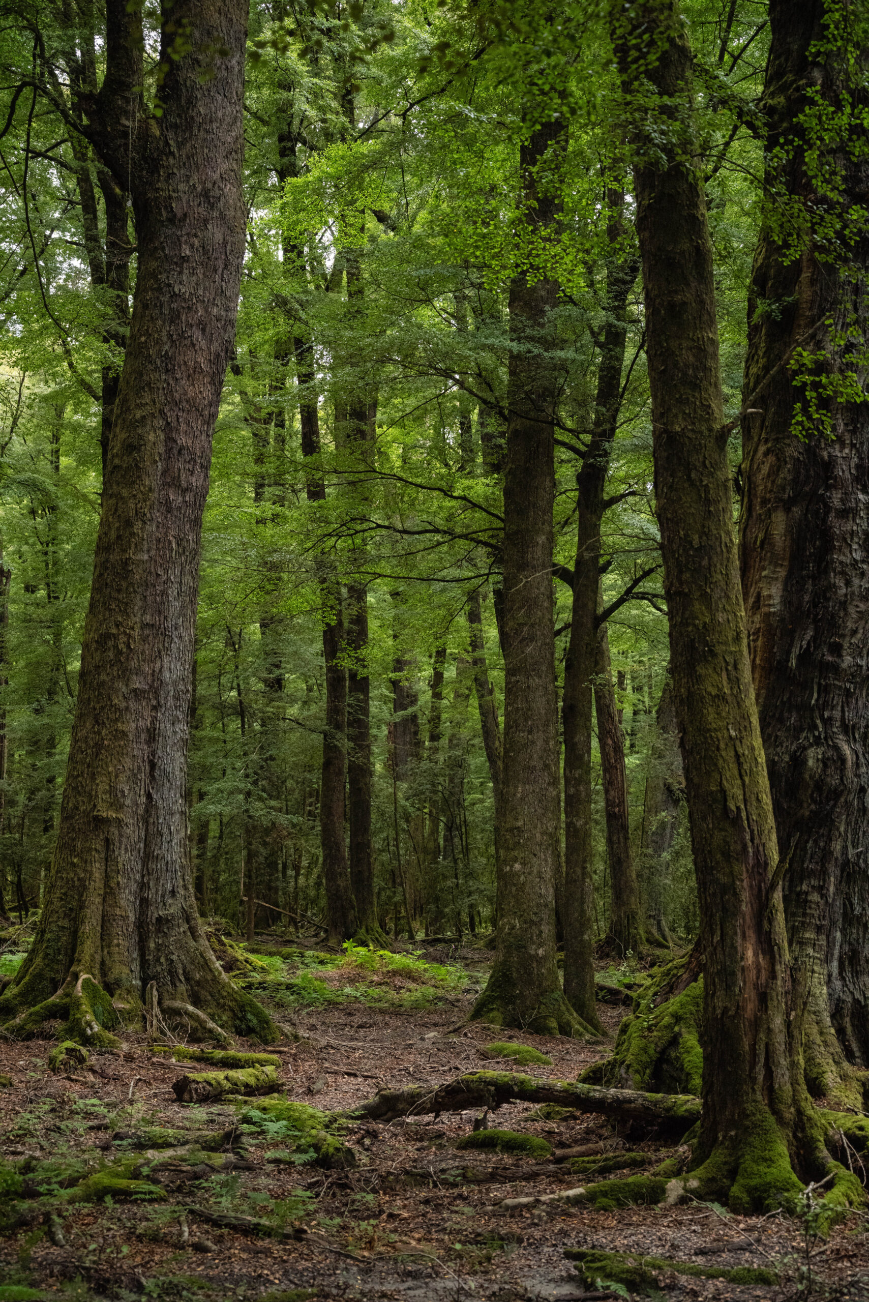 20260124_NewZealand8059