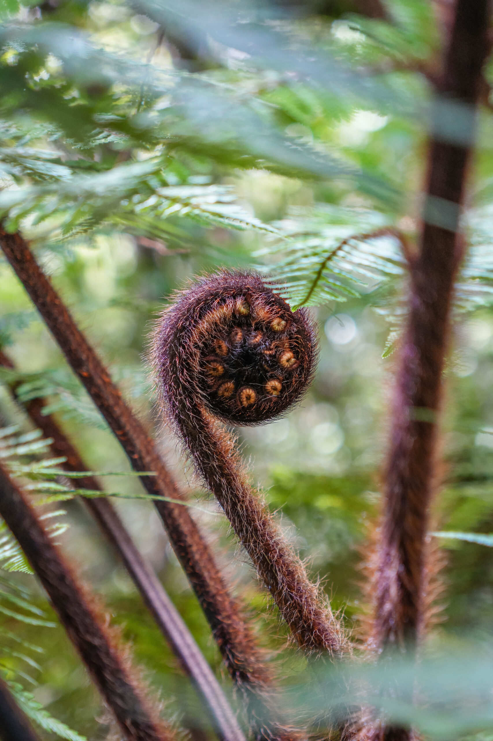 20260128_NewZealand00520