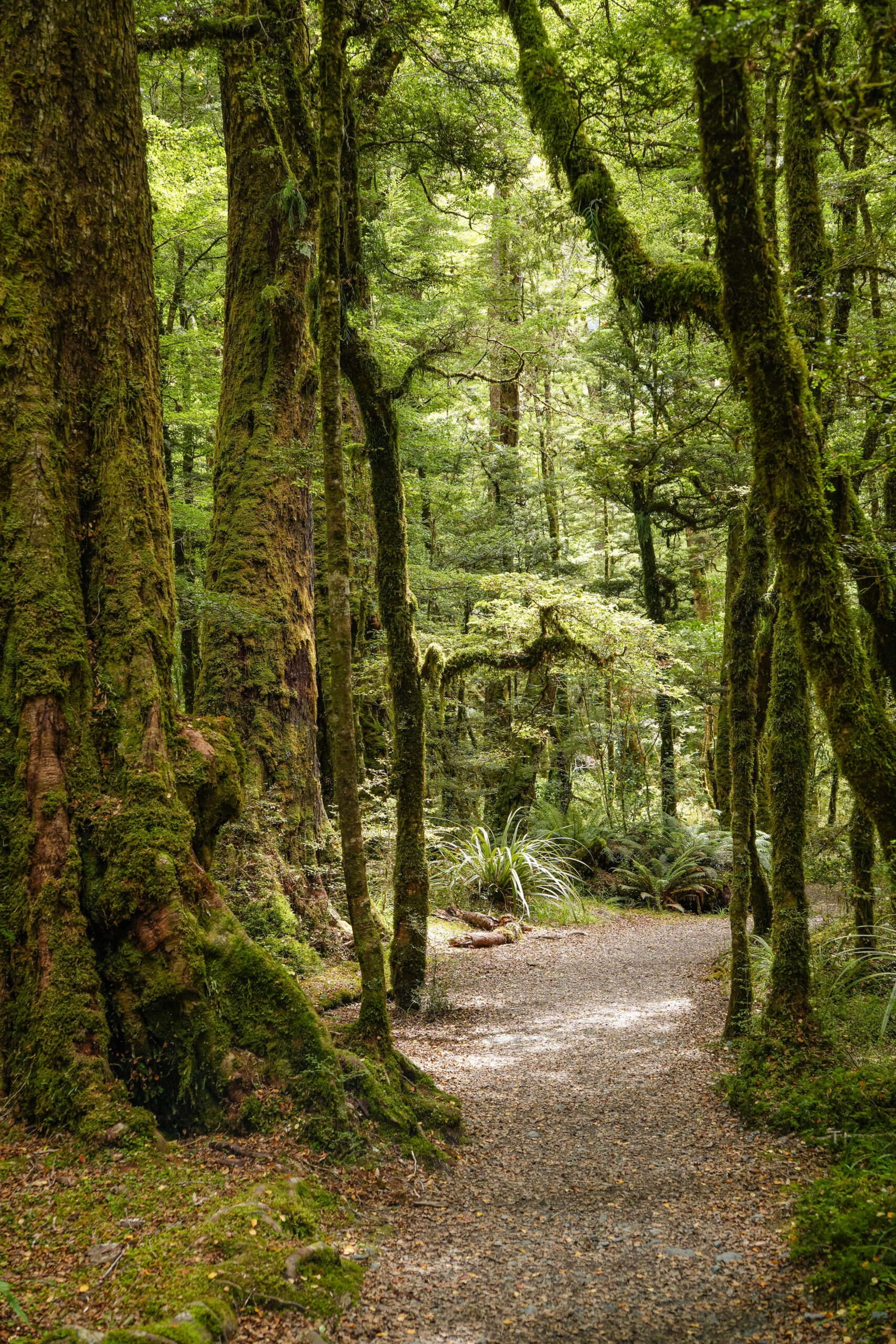 20260128_NewZealand00555