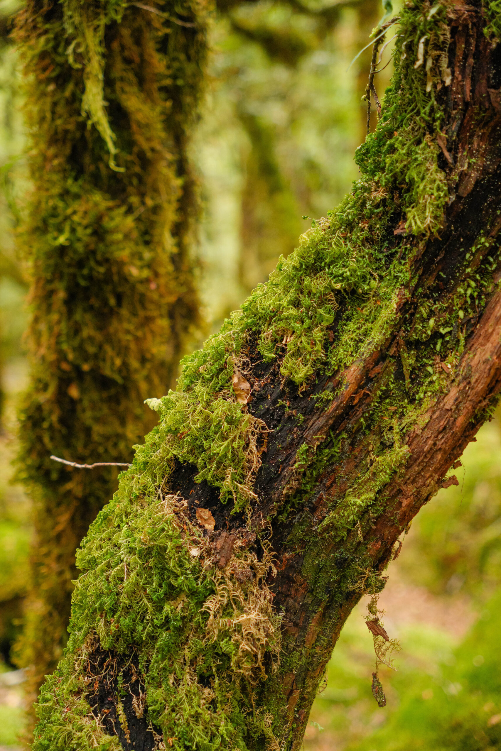 20260128_NewZealand00568