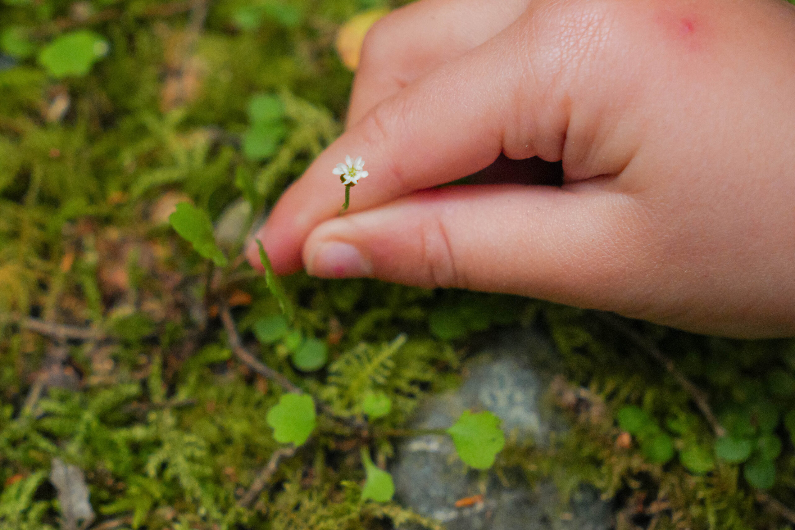 20260128_NewZealand00580