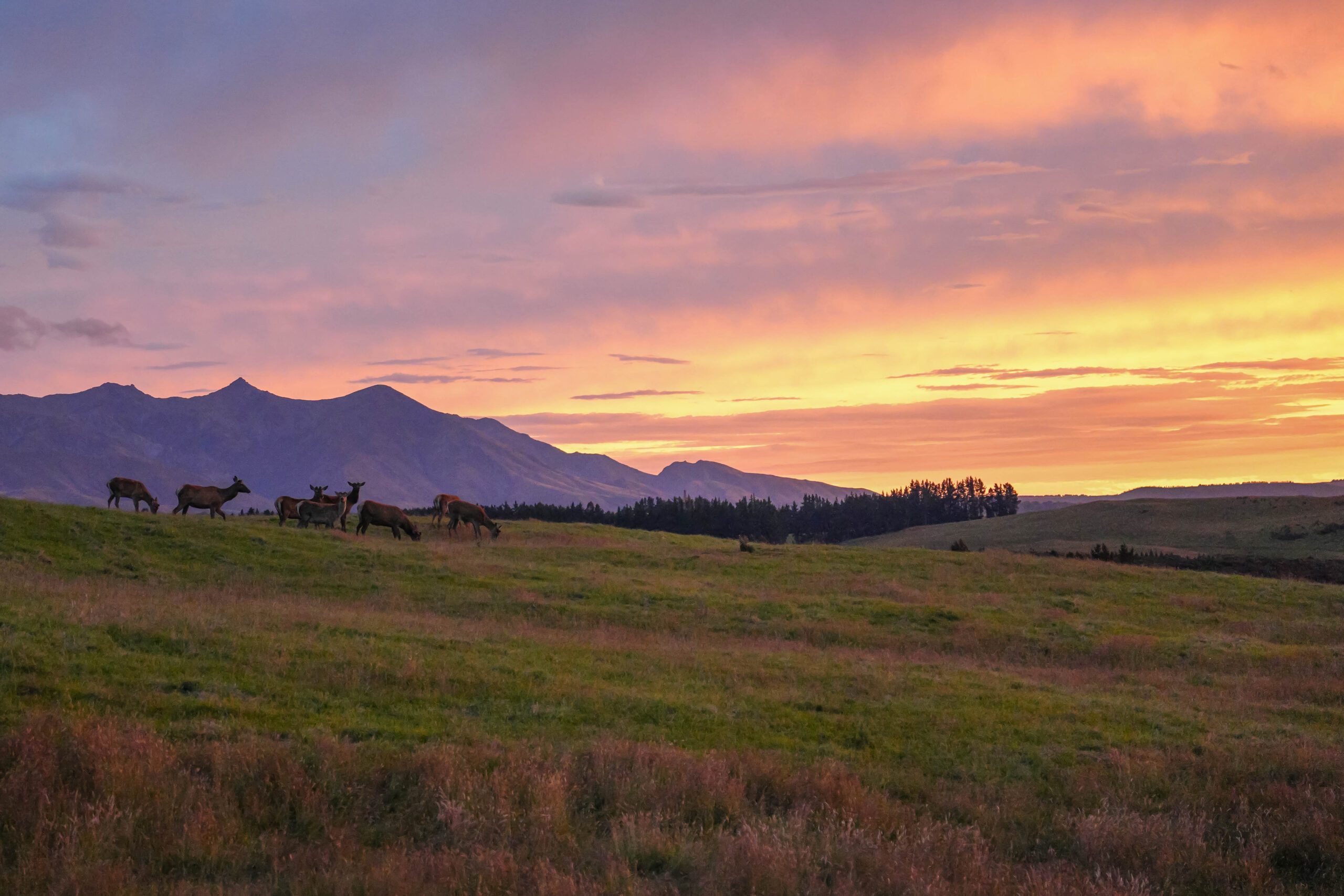 20260128_NewZealand00586