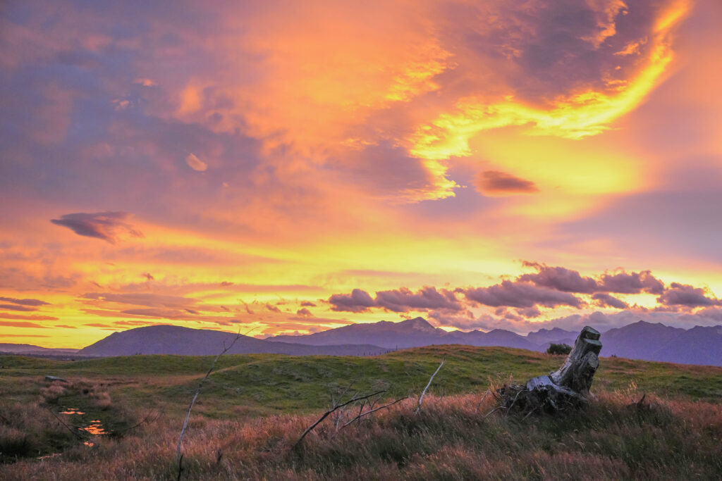 20260128_NewZealand00591