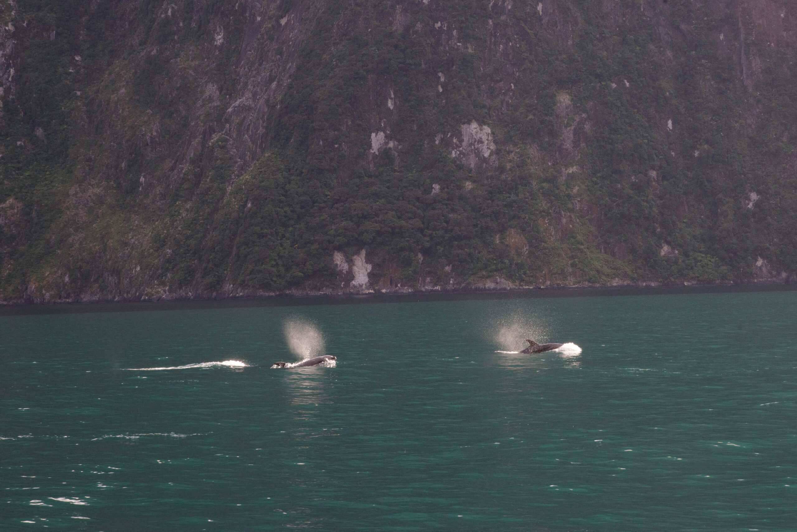 20260128_NewZealand8308