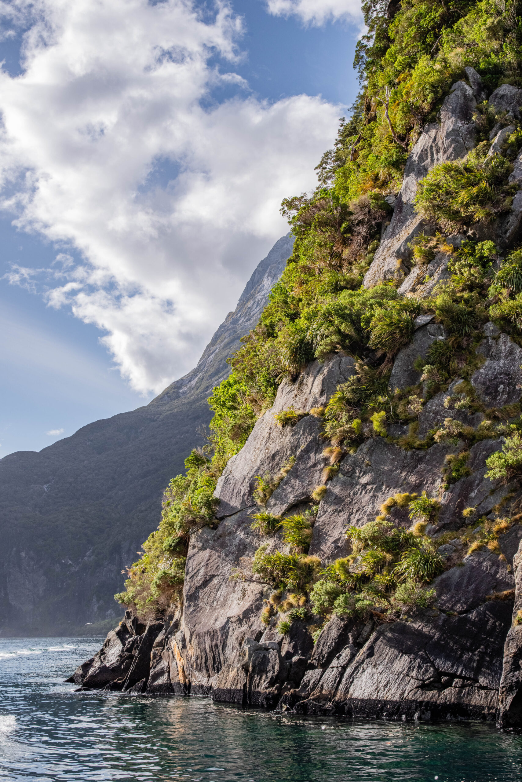 20260128_NewZealand8323