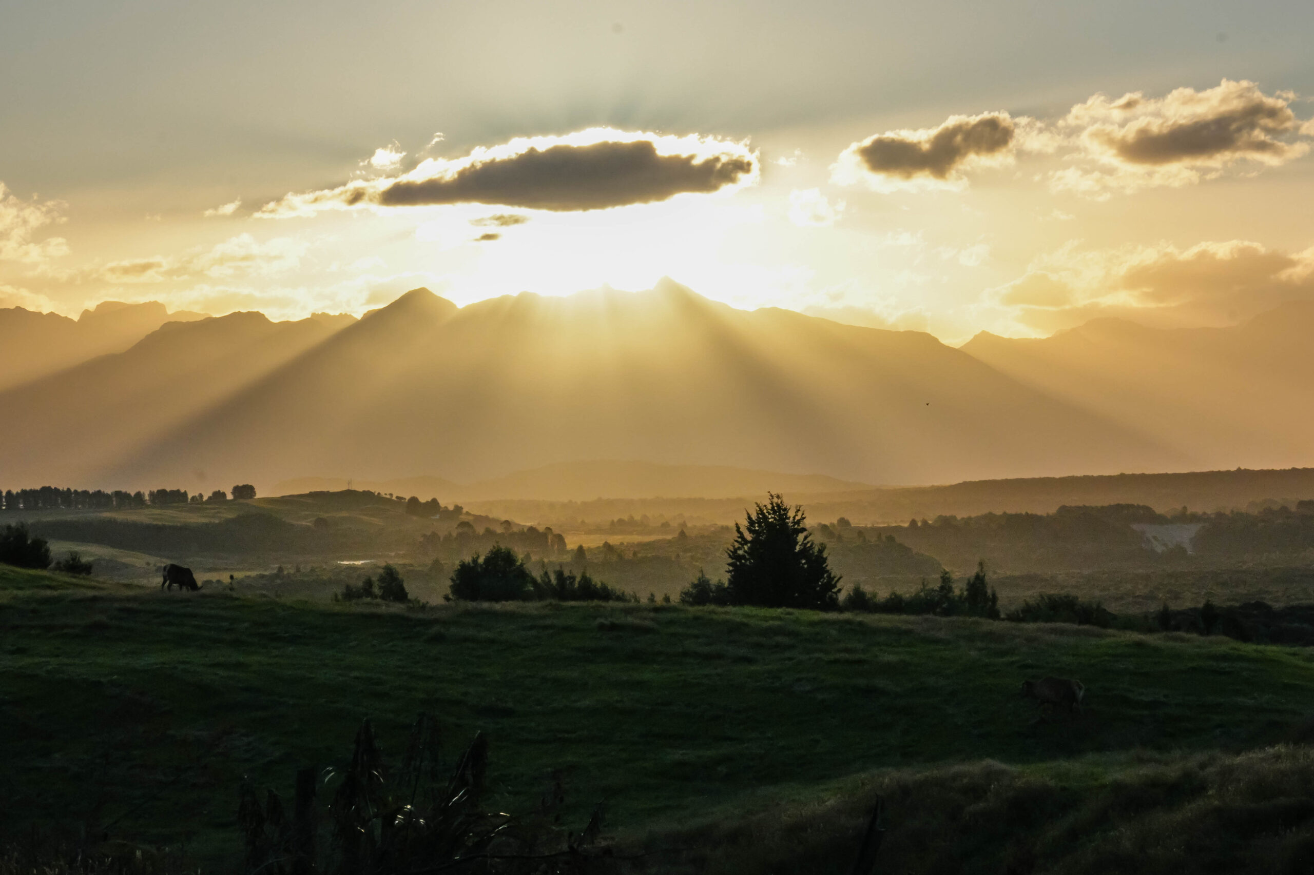 20260129_NewZealand00620