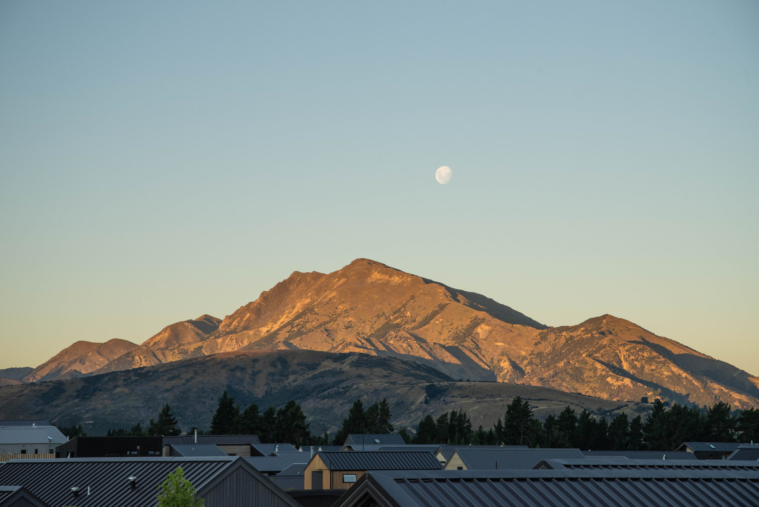 20260130_NewZealand8392