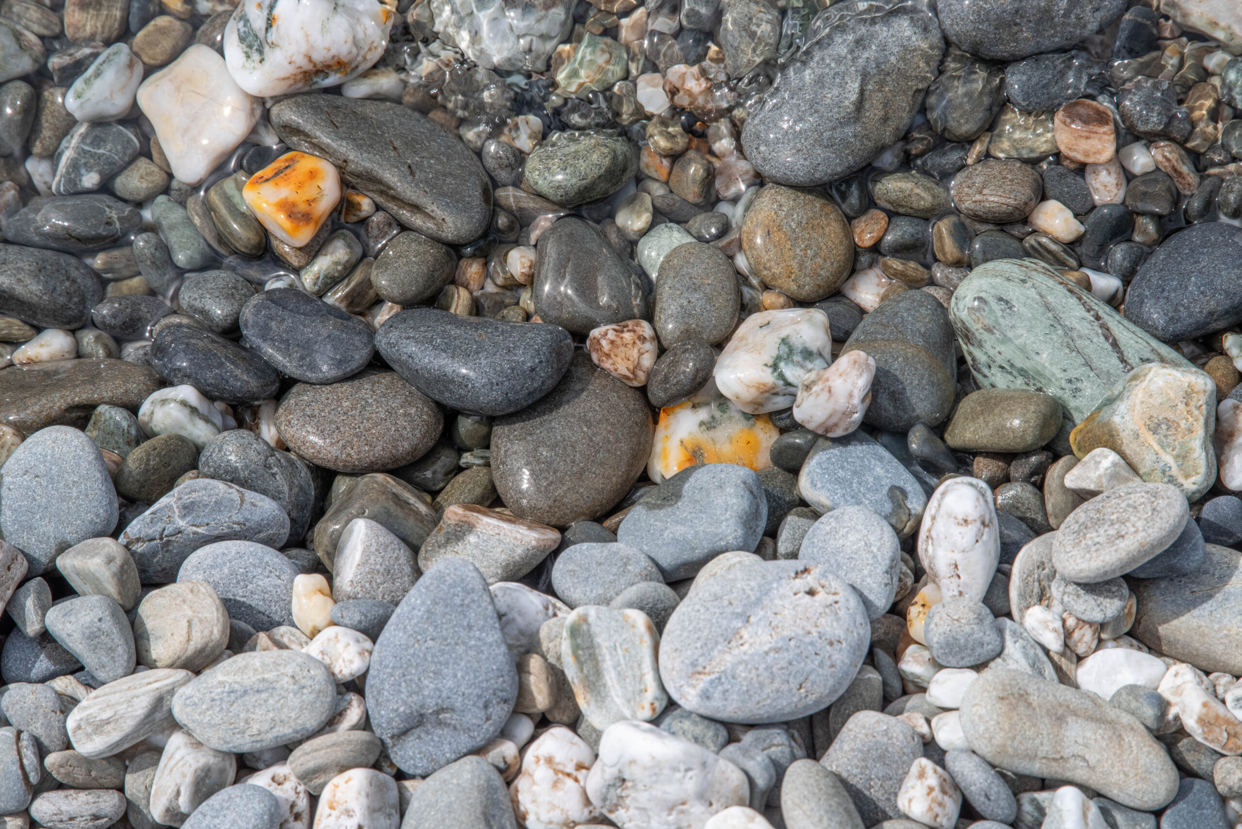 20260203_NewZealand8434