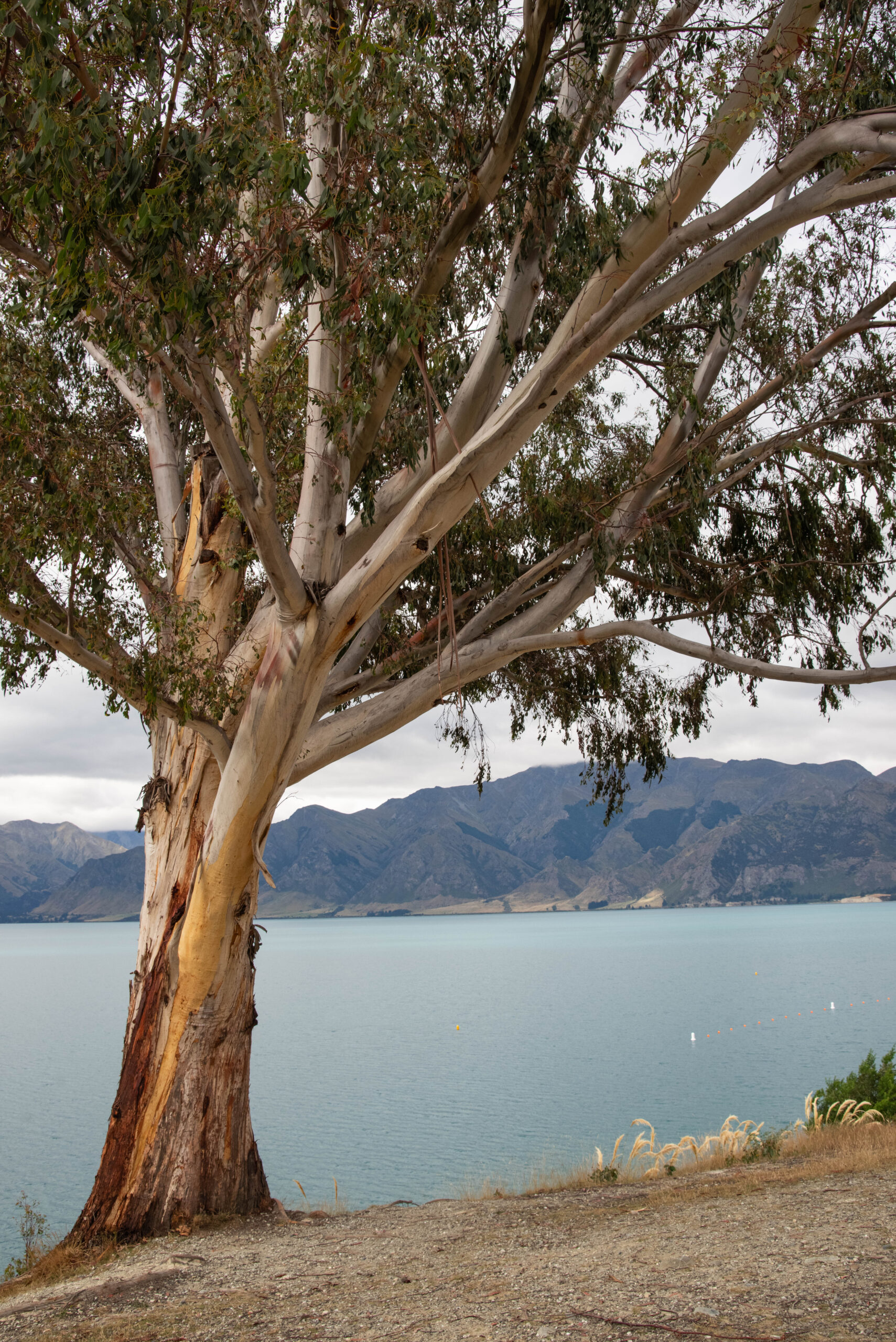 20260203_NewZealand8478