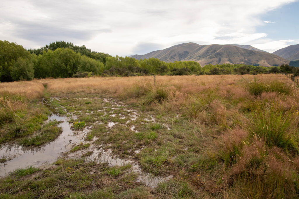 20260205_NewZealand8518