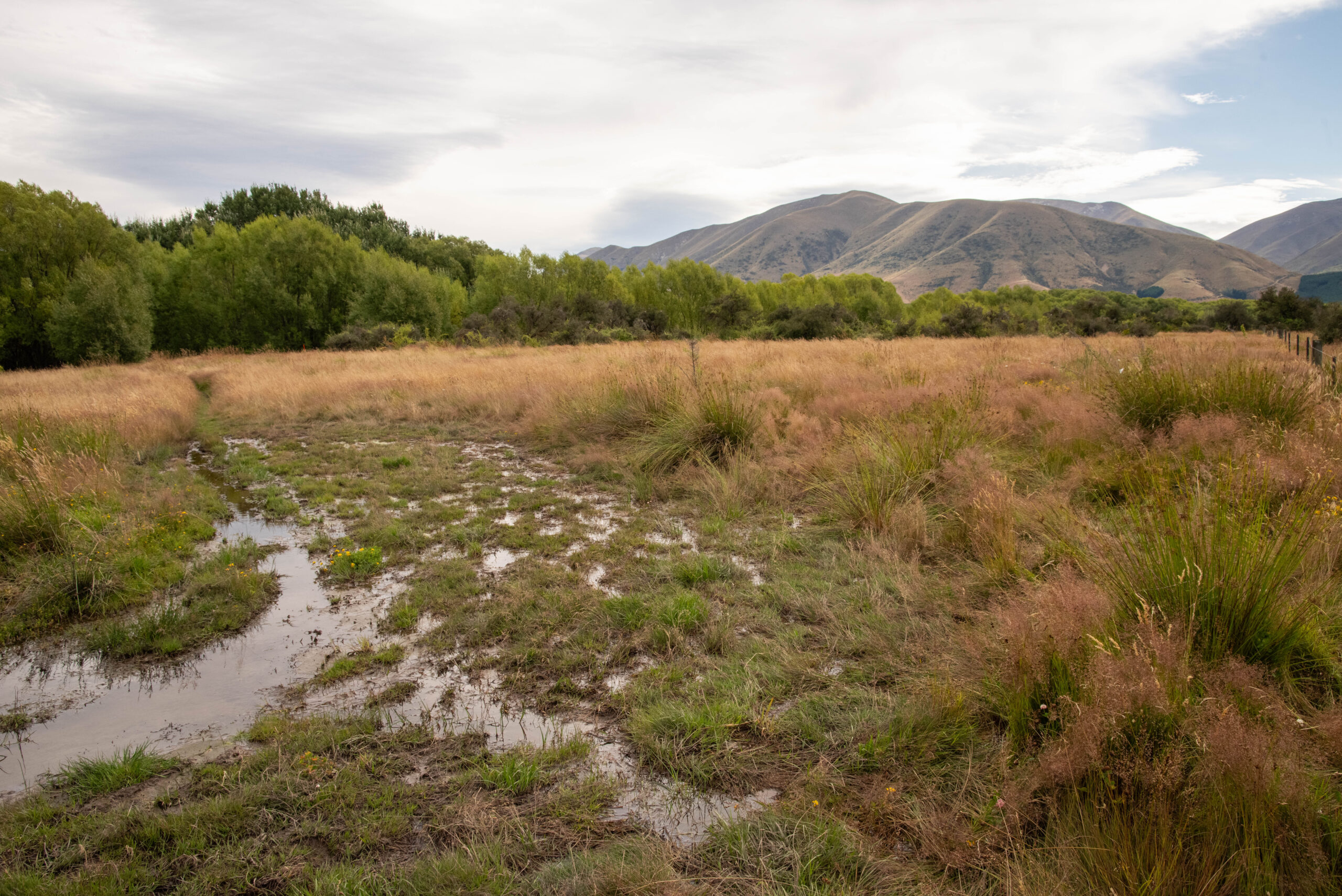 20260205_NewZealand8518