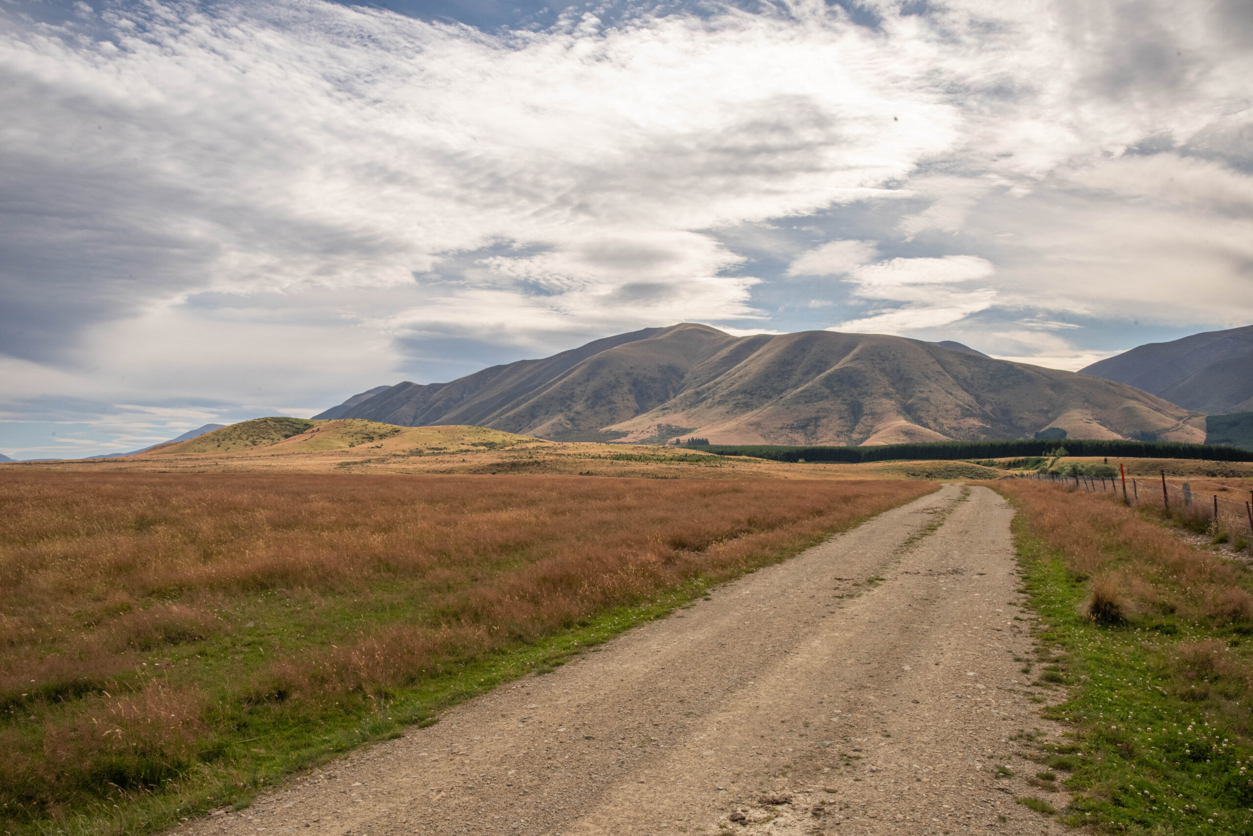 20260205_NewZealand8541