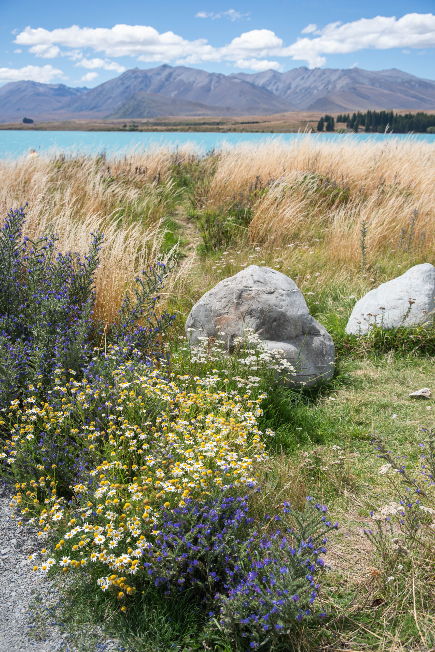 20260207_NewZealand8592