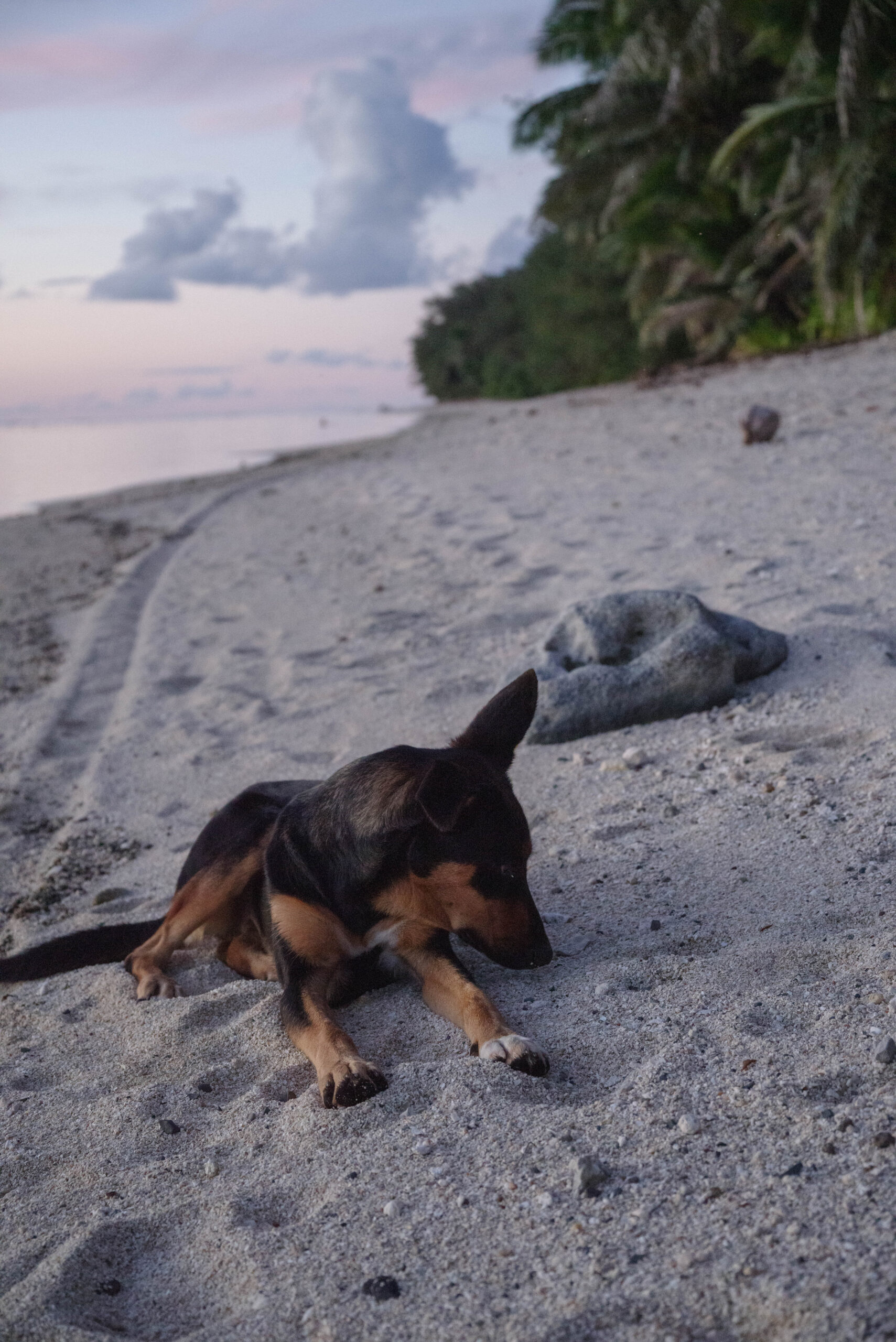 20260211_CookIslands8624