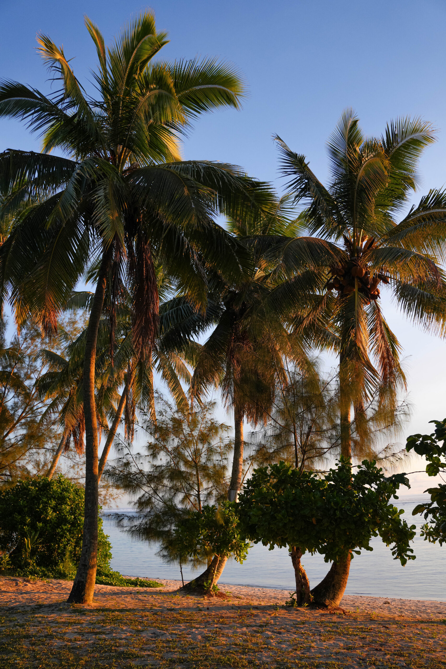 20260213_CookIslands01071