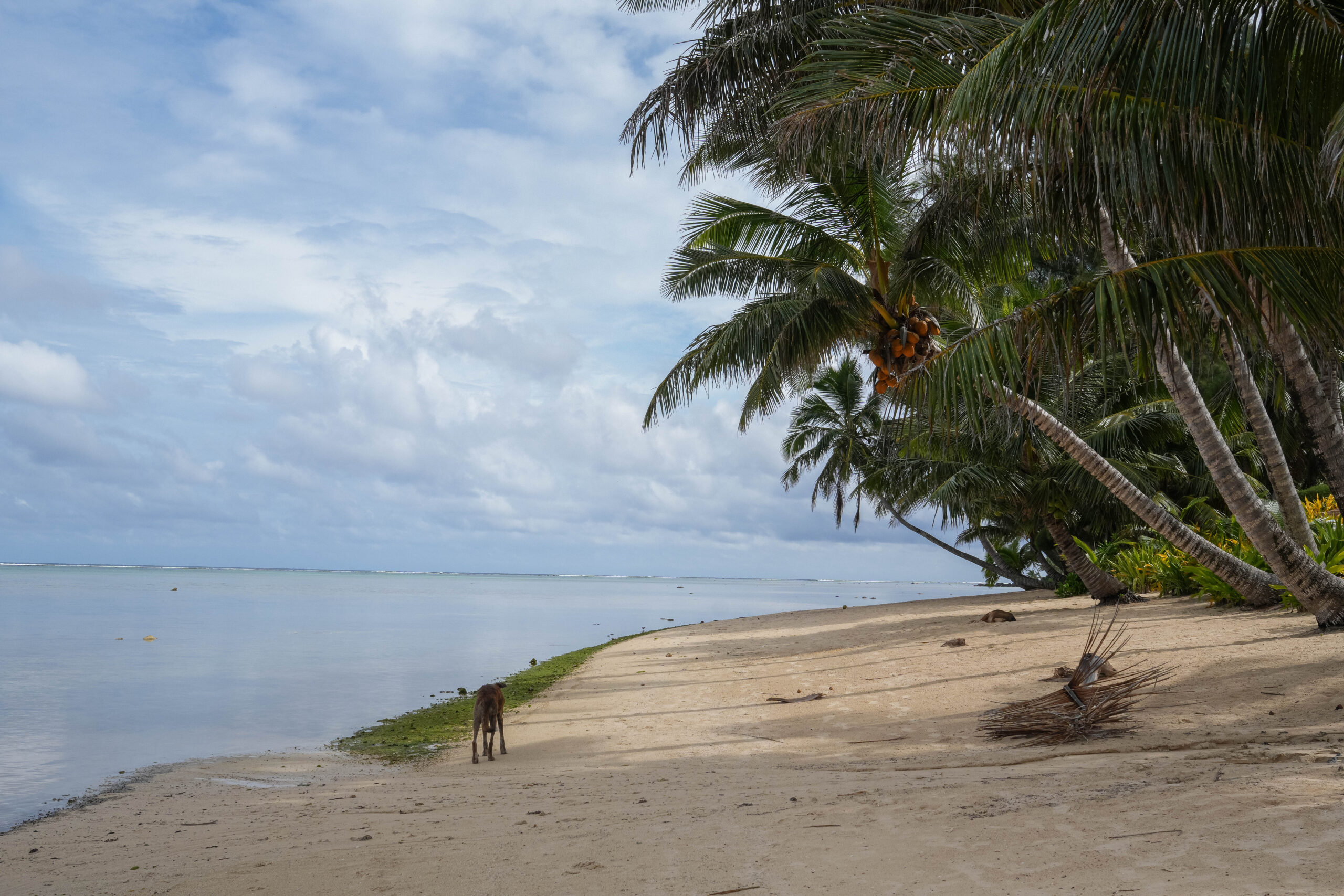 20260215_CookIslands01234